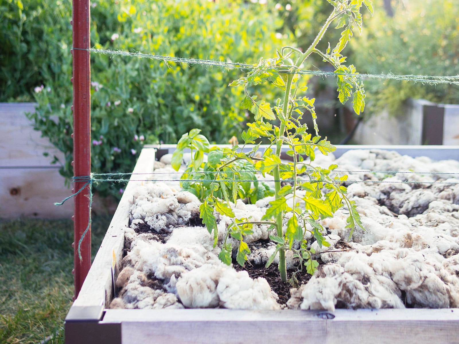 Young tomato plant staked up with green twine and T-post using the basket weave method