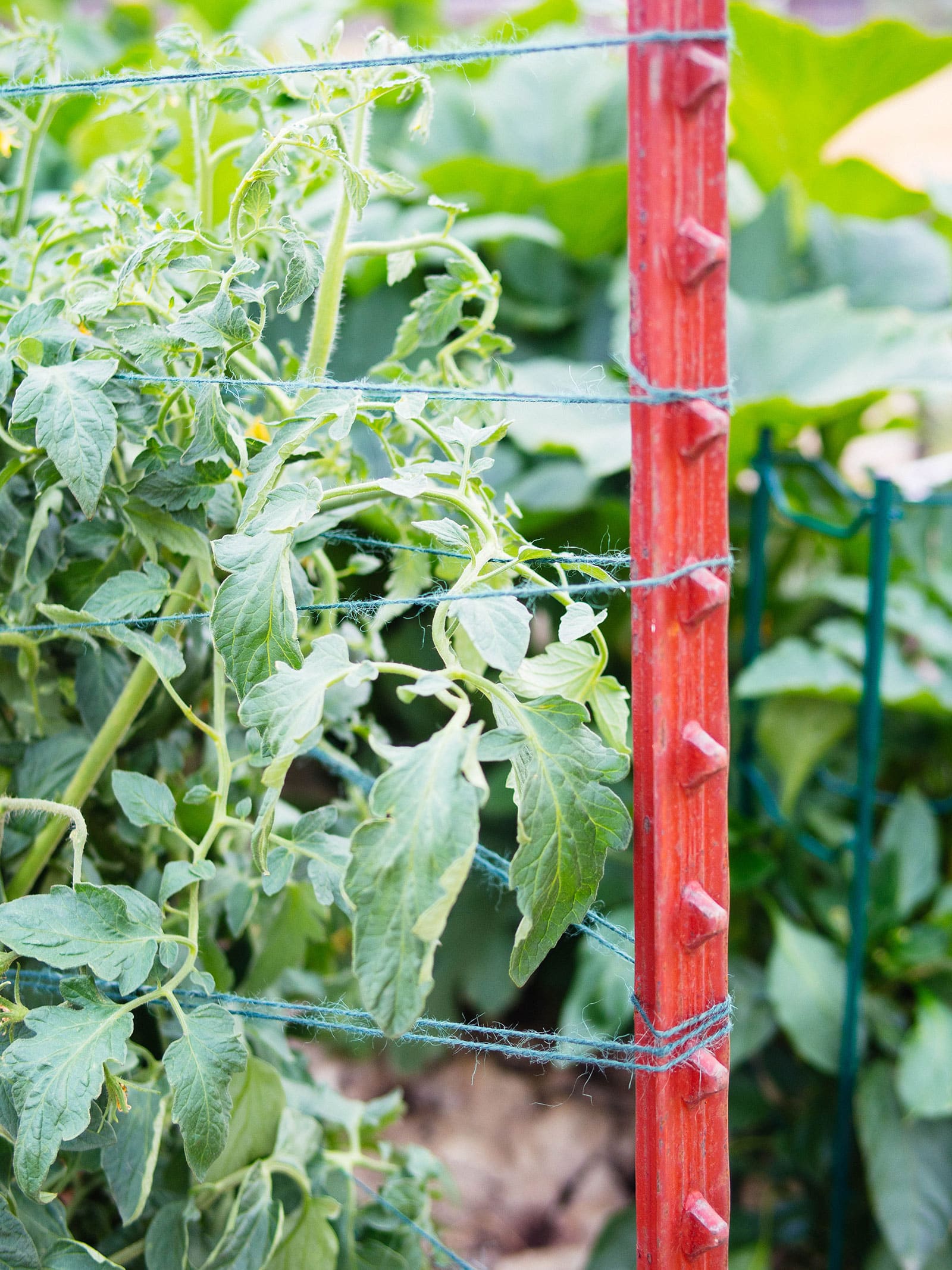Green twine looped around a red T-post to trellis tomato vines