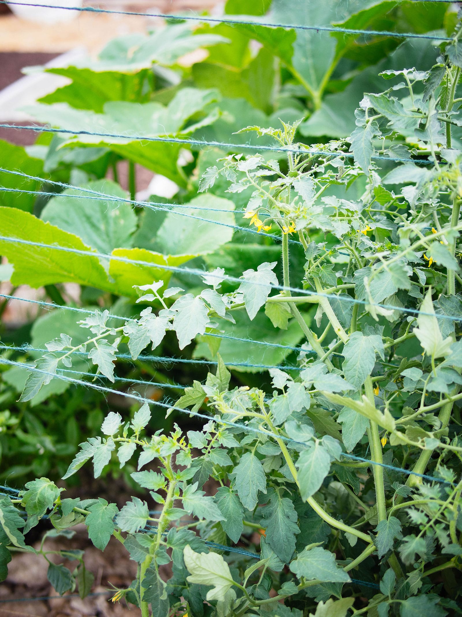 Multiple lengths of green twine supporting tomato vines
