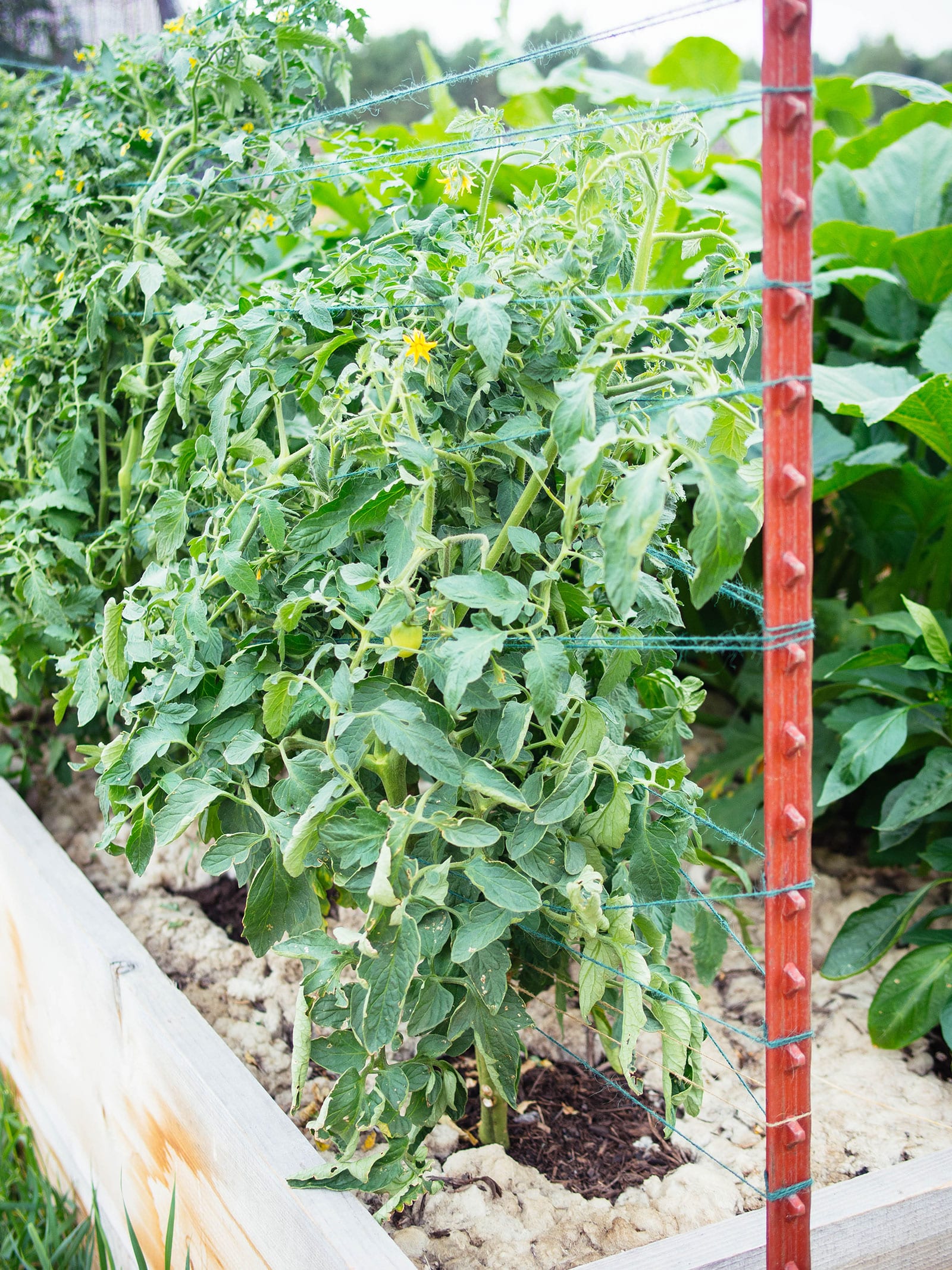 Red steel T-post and green twine holding up tomato plants in a raised bed