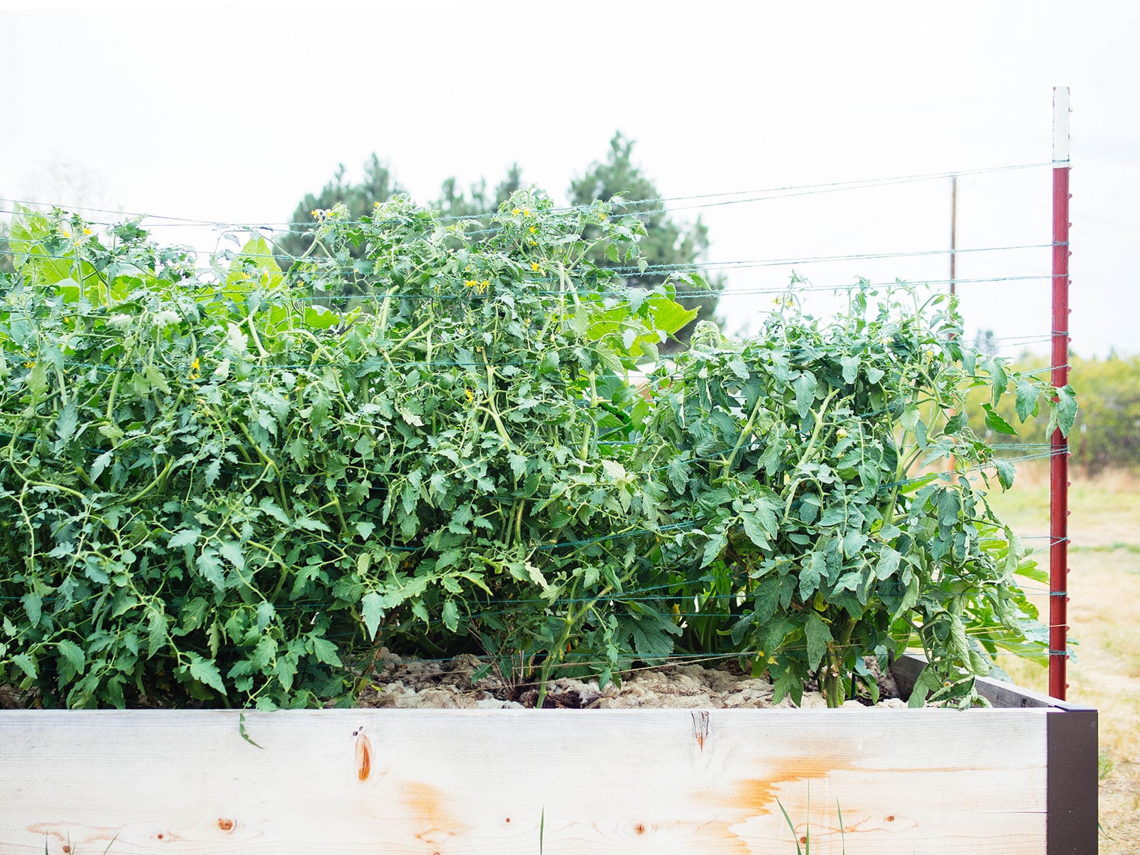 Young tomato plants in a raised bed staked with the Florida weave method