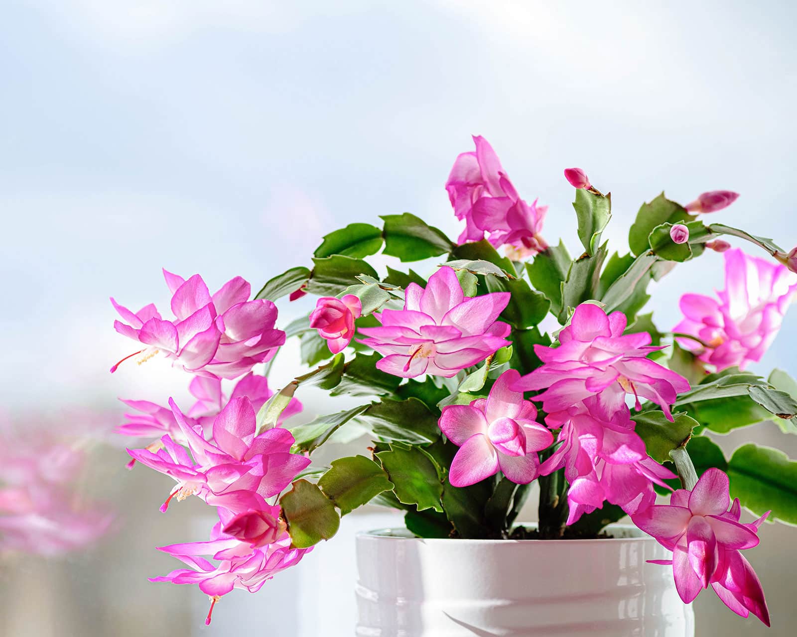 Schlumbergera cactus (Christmas cactus) with bright pink flowers