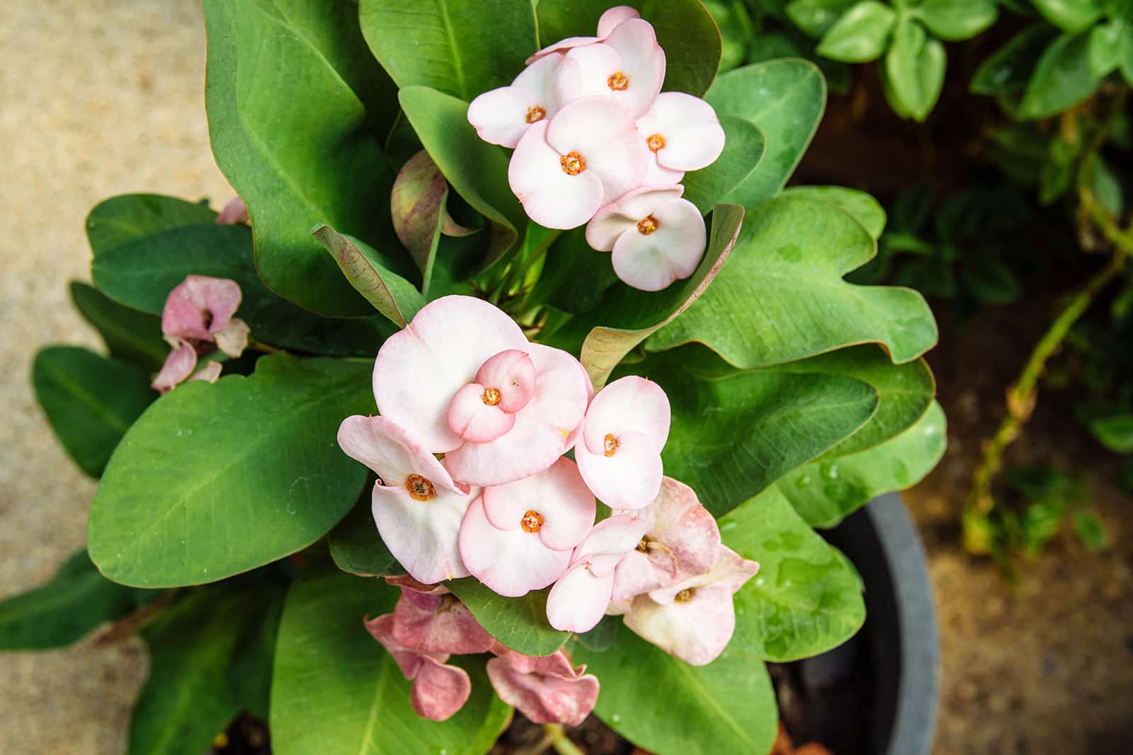 Euphorbia milii succulent with light pink flowers
