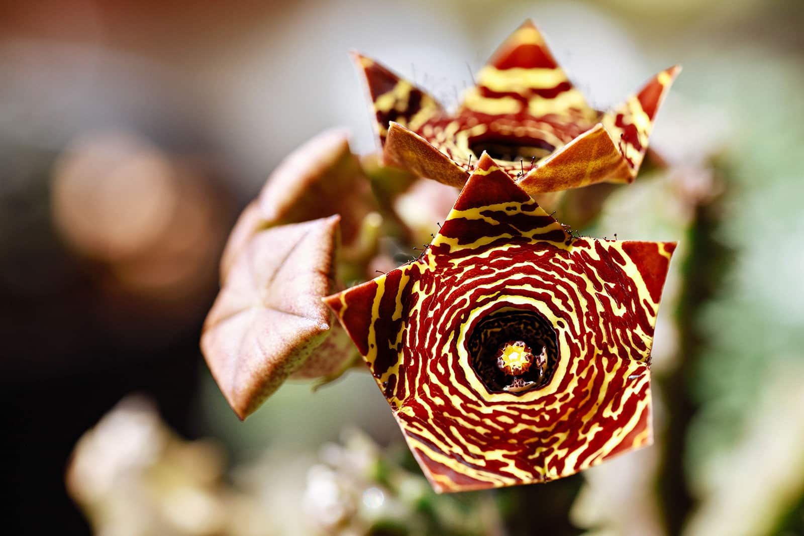 Star-shaped yellow and burgundy Huernia flowers