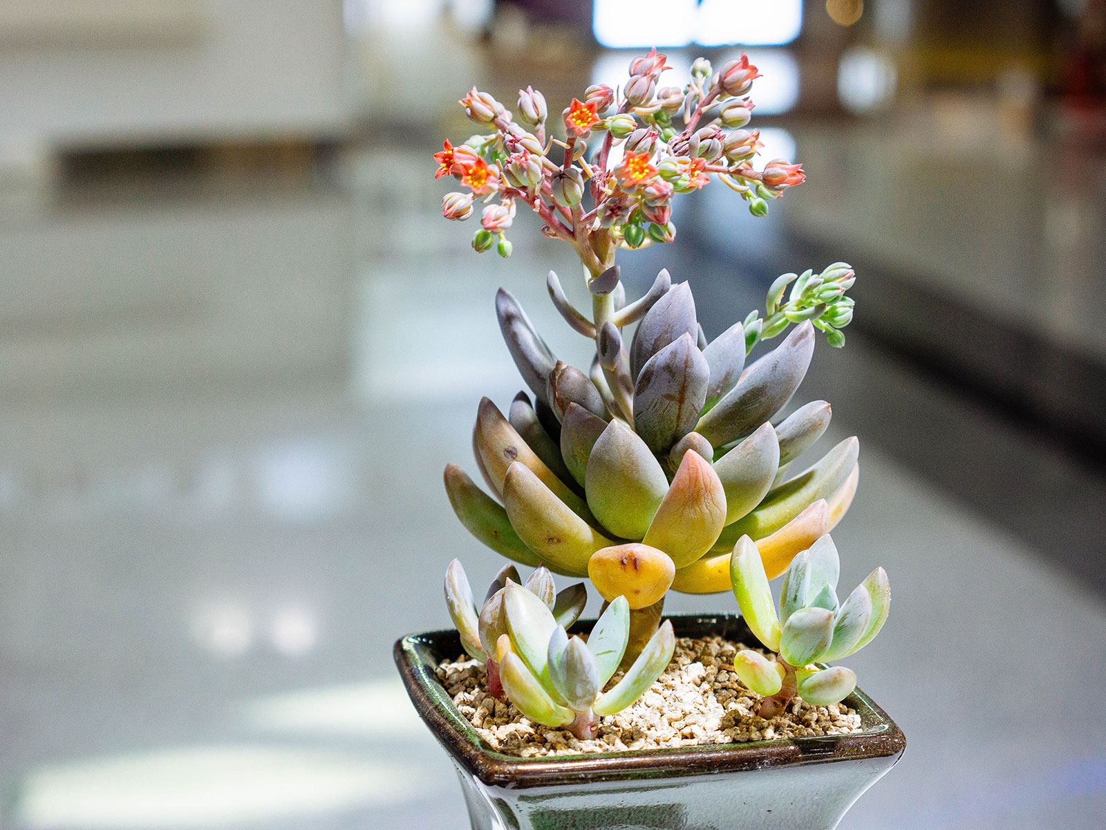 Pachyphytum (moonstone succulent) with a flower spike