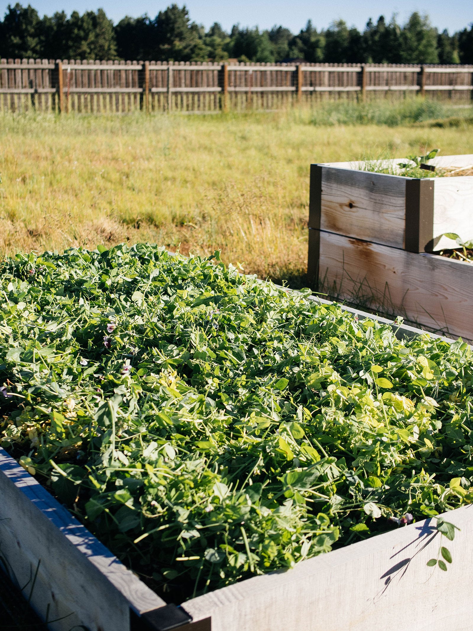 Pea cover crop cut down and used as mulch in a raised bed