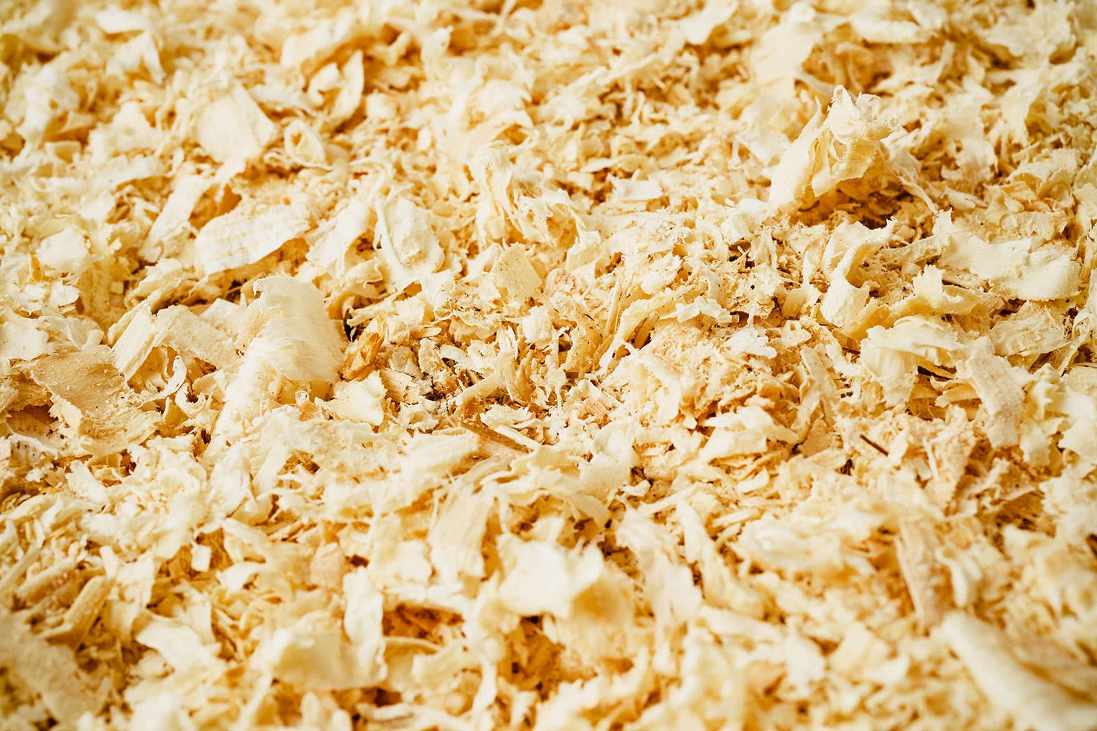 Close-up of sawdust (wood shavings)