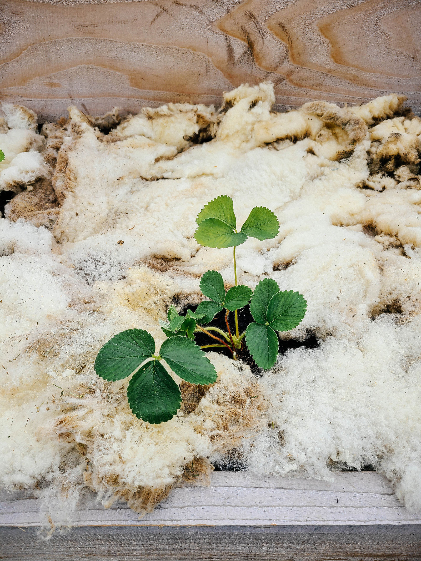 Best types of organic mulch