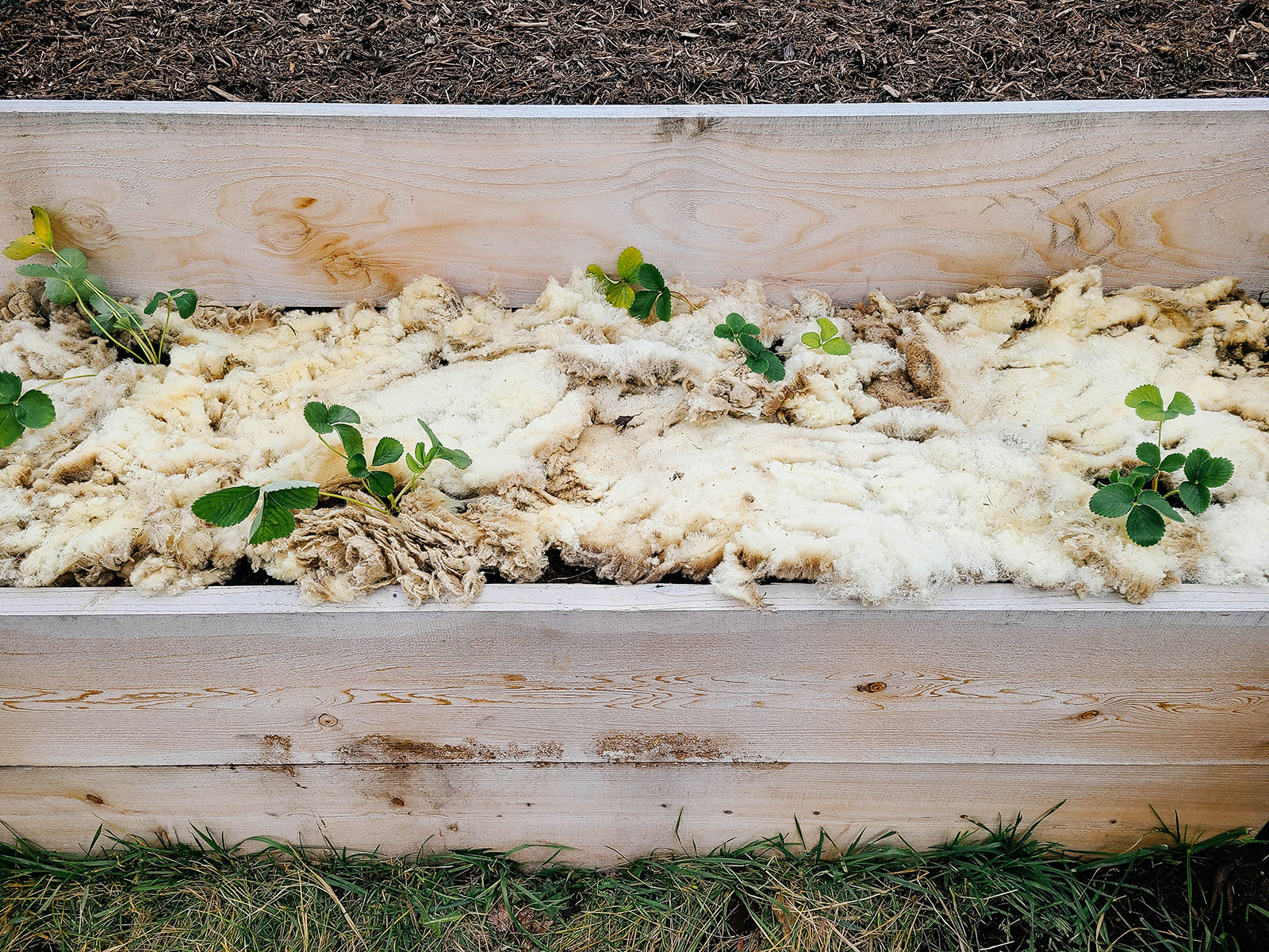 Strawberry bed mulched with sheep wool