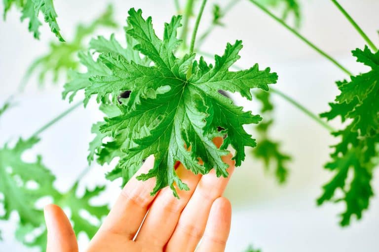 Growing citronella, the so-called mosquito plant