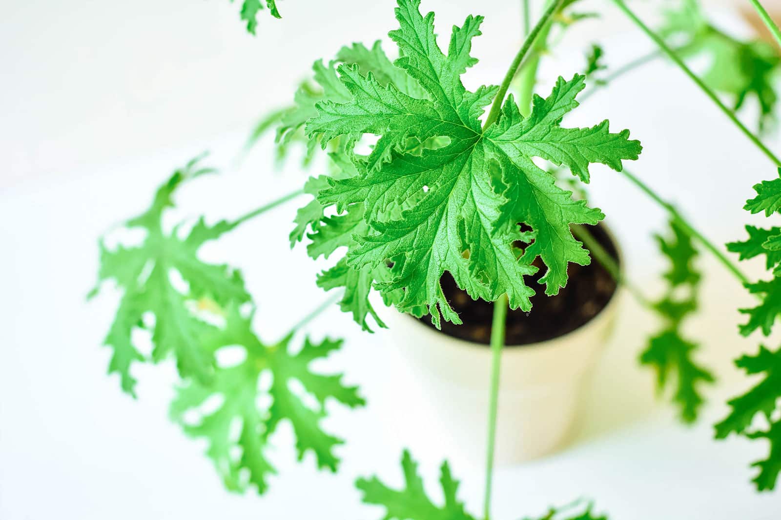 Citronella plant in a cream-colored pot against a white background