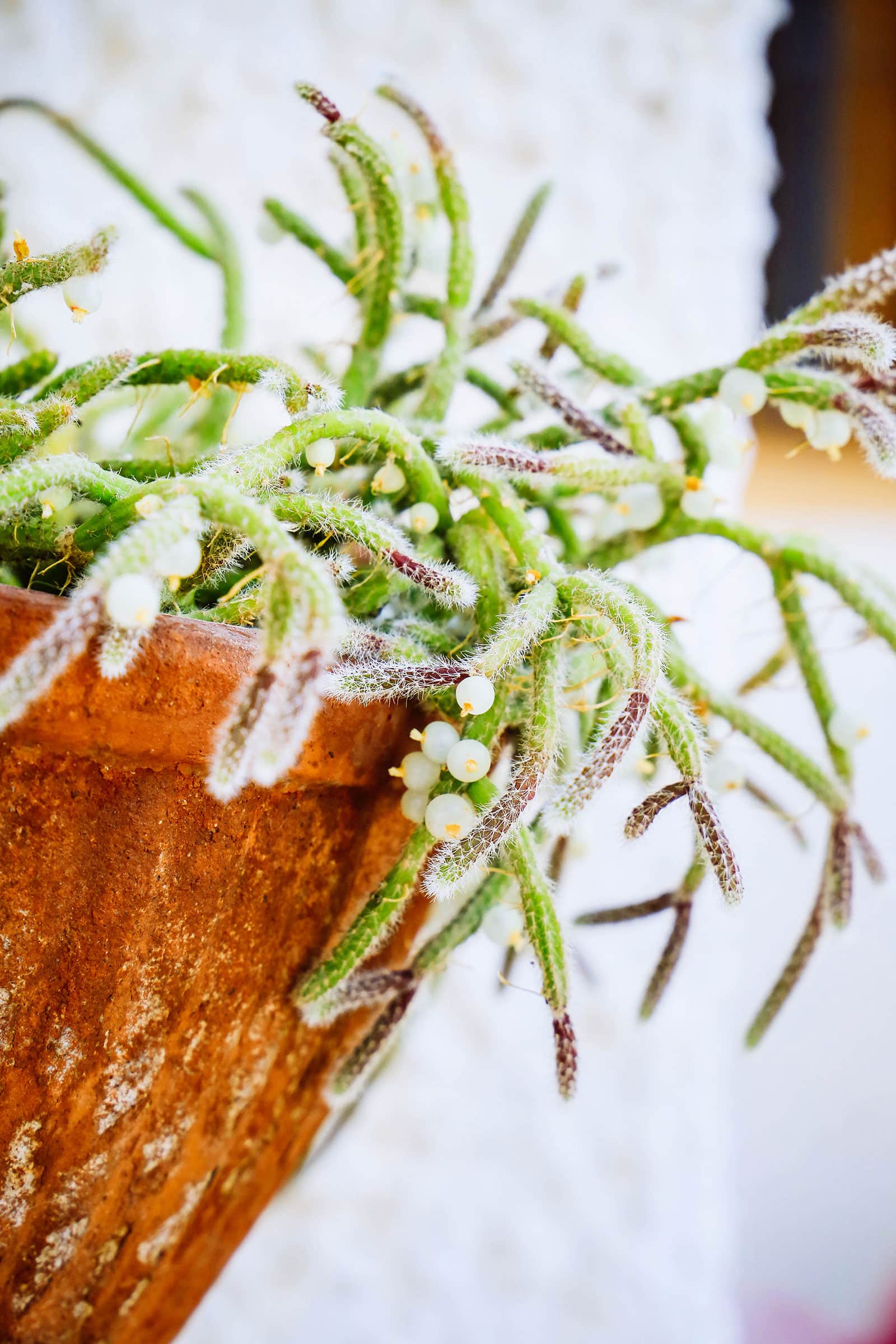 Rhipsalis baccifera 'Horrida' in a terracotta pot