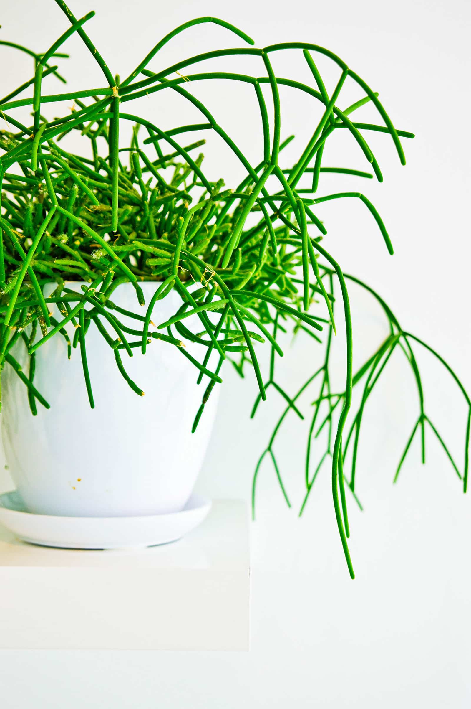 Rhipsalis houseplant (mistletoe cactus) in a white ceramic pot on a white background