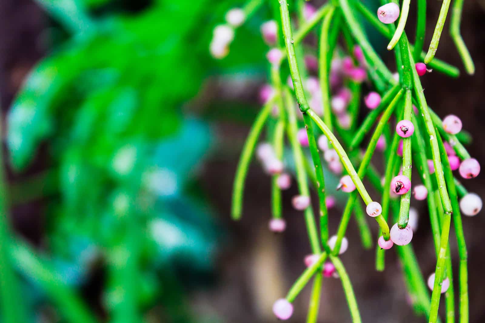 Close-up of pink berries on Rhipsalis plant