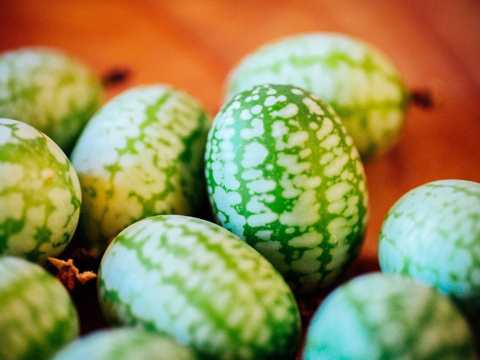 Close-up of cucamelon fruits