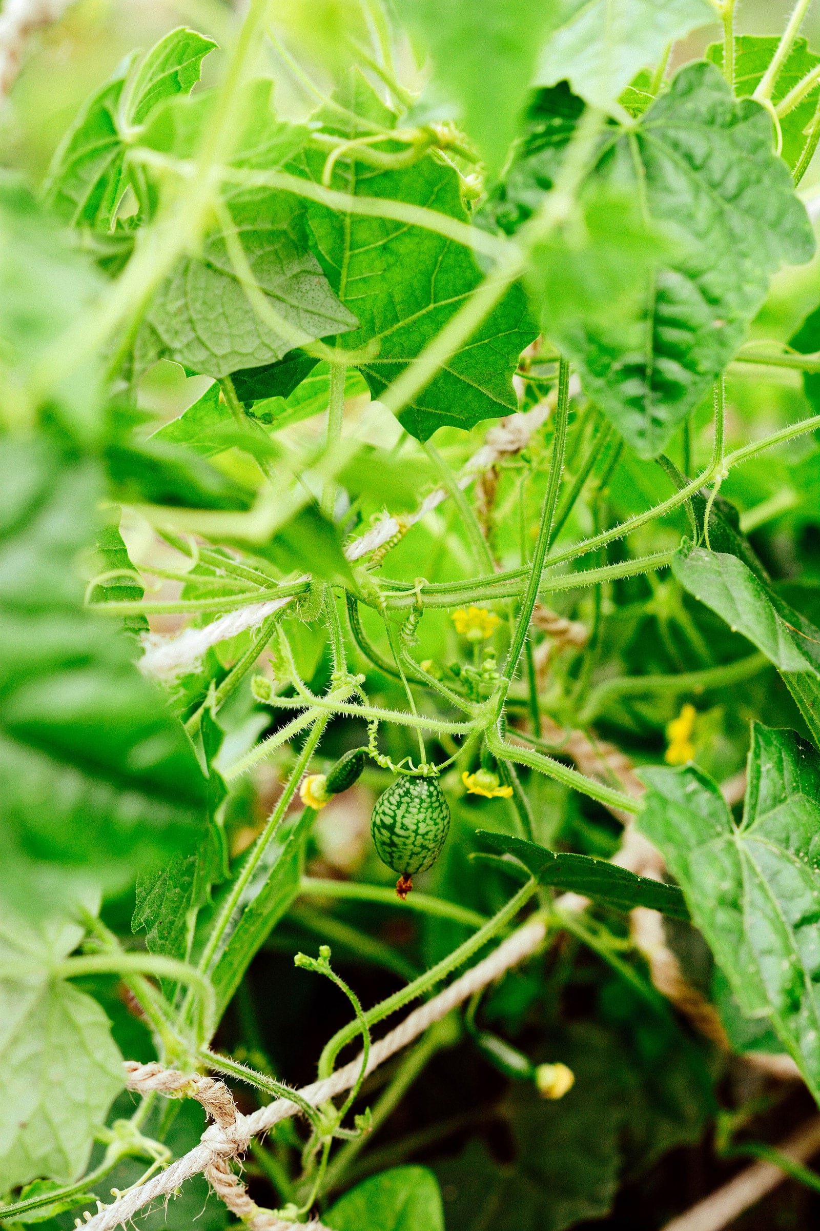 A tangle of cucamelon vines in a garden, zeroed in on a ripe cucamelon fruit