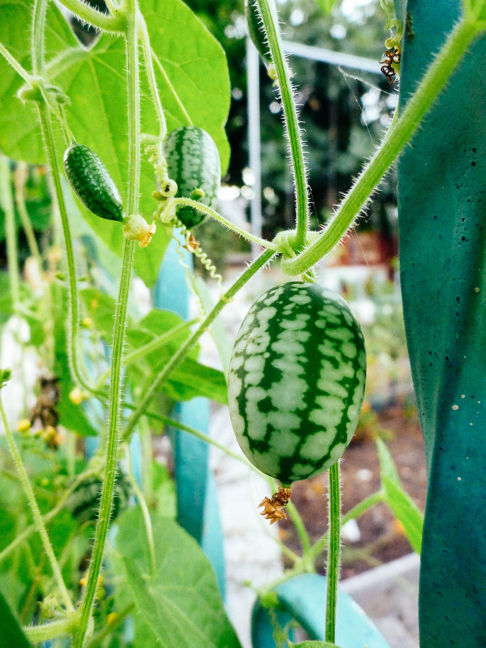 Melothria scabra (cucamelon) fruits growing on vines