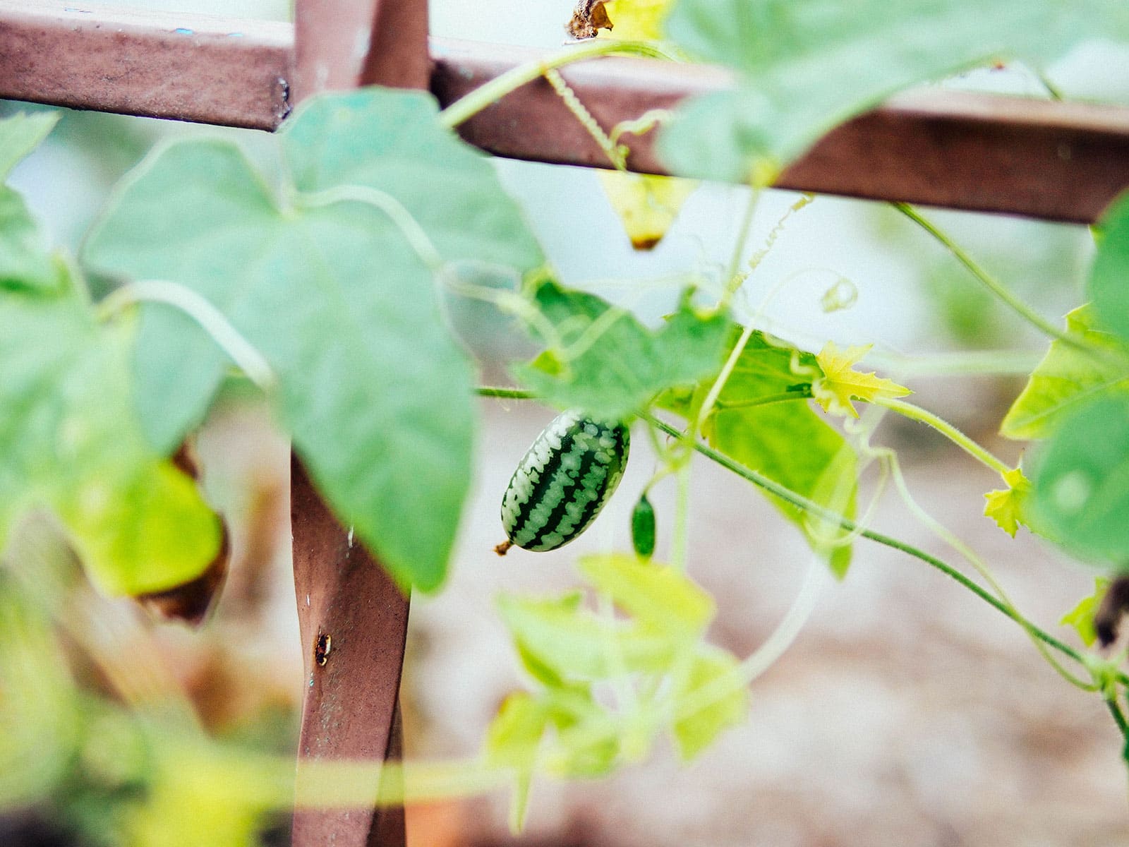 Cucamelon plant growing up a rusty iron trellis
