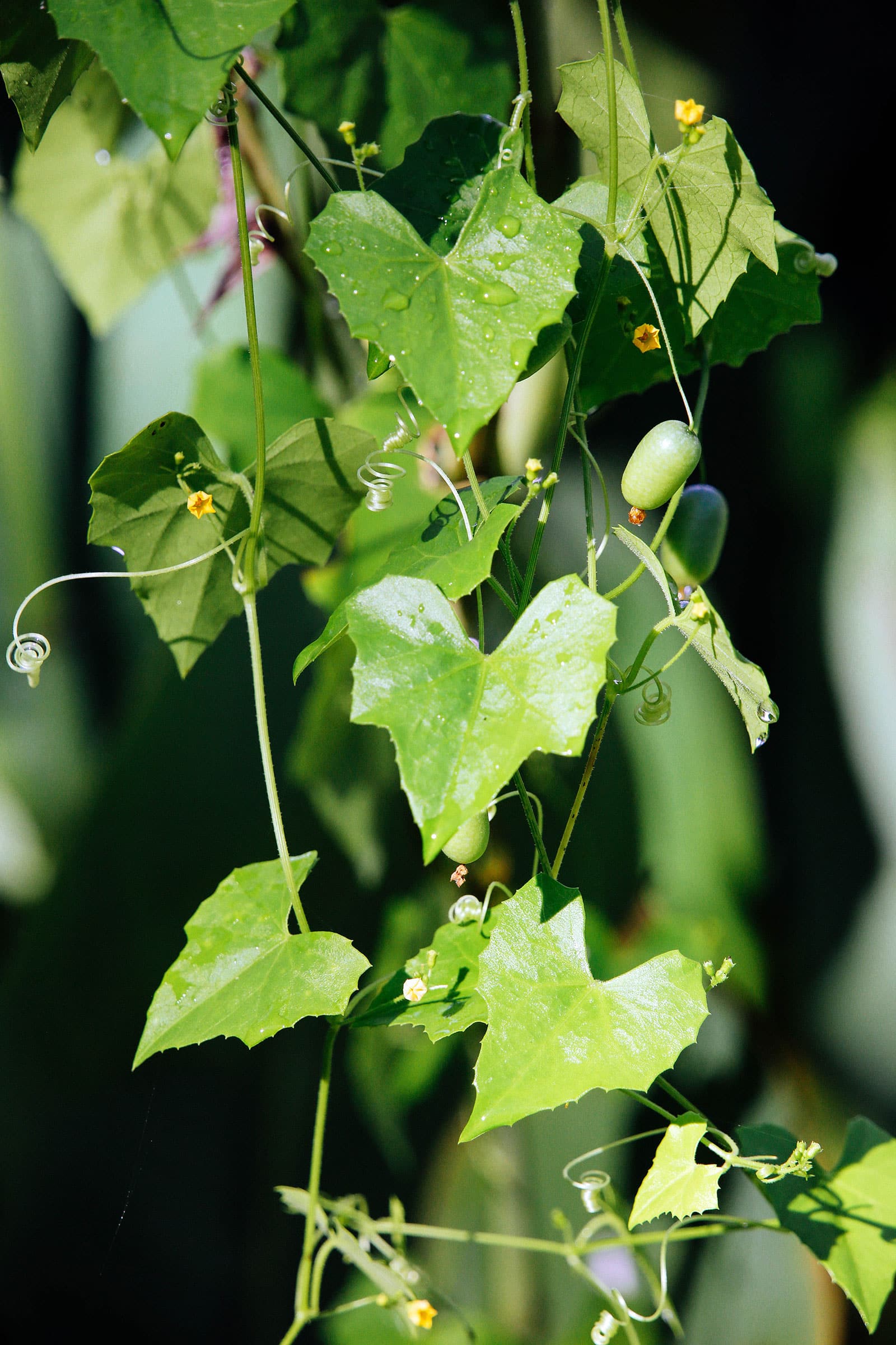 Melothria pendula vines with light green fruits