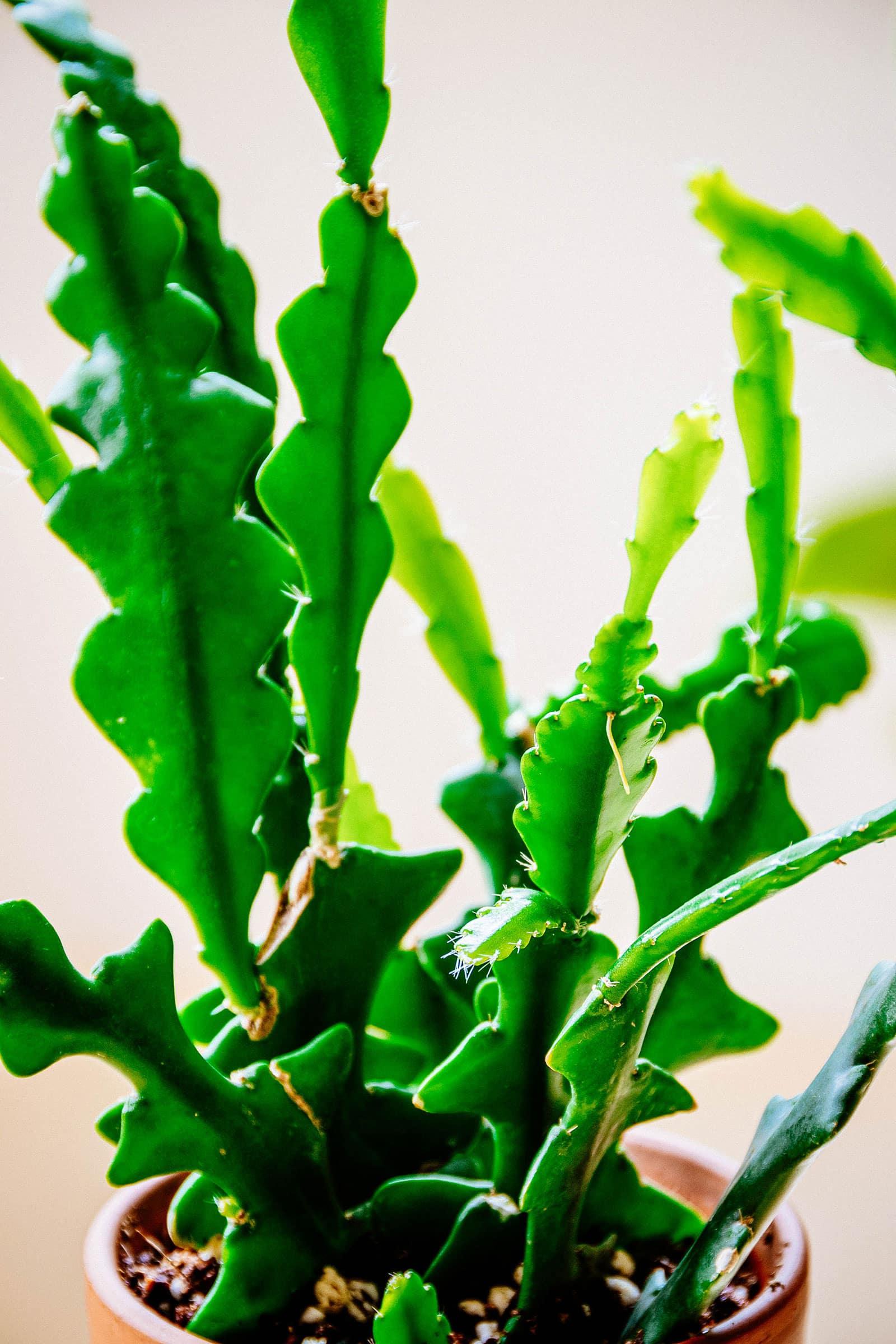 Close-up of fishbone cactus leaf segments from a young plant in a small pot