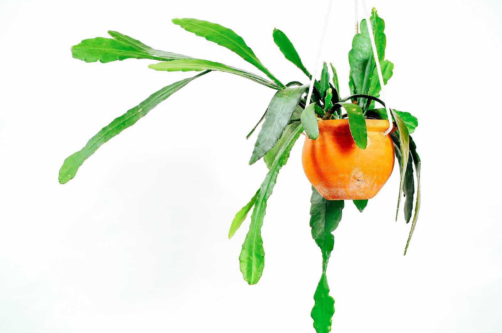 An Epiphyllum (orchid cactus) in a hanging terra cotta pot against a white backdrop