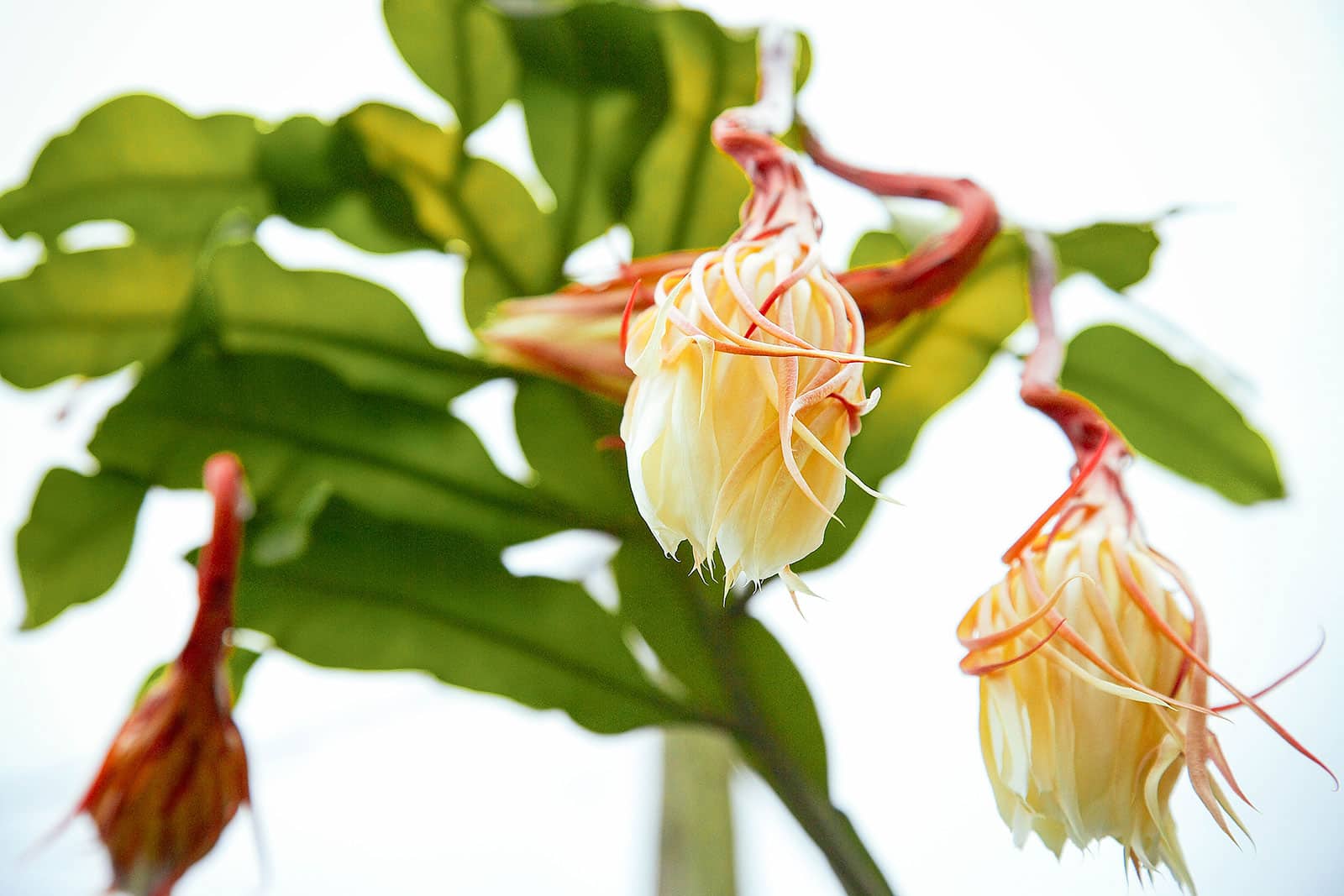 Orchid cactus flowers waiting to bloom on an Epiphyllum plant