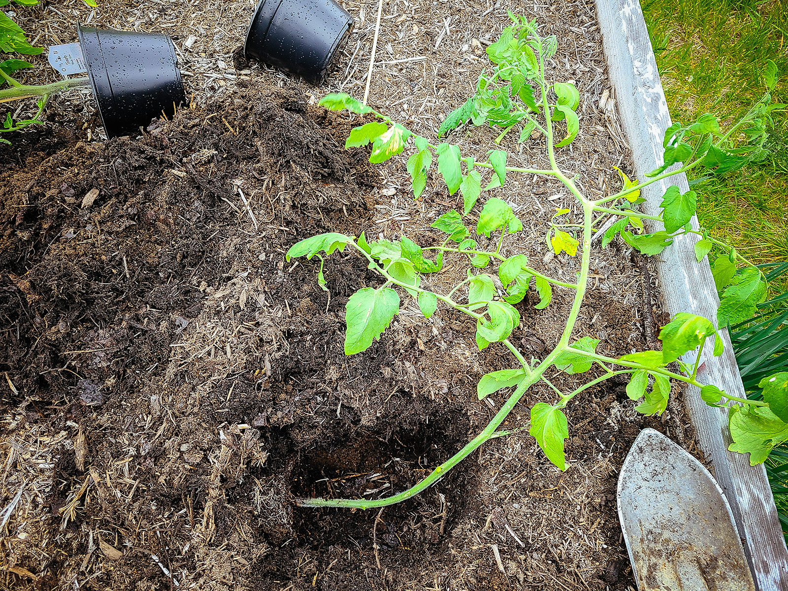 A leggy tomato transplant being planted in a trench in a raised garden bed
