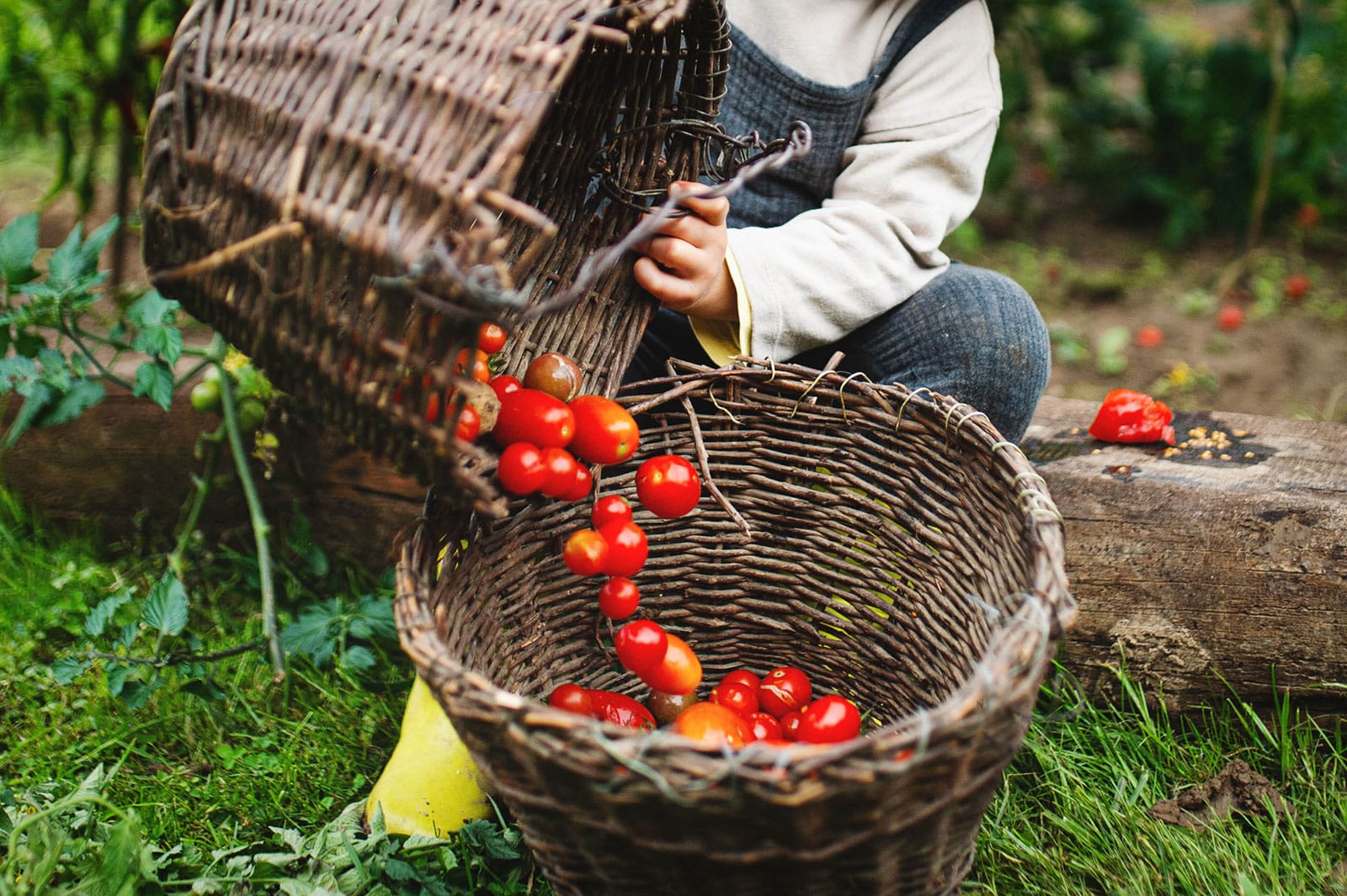 Fast-growing short-season tomato varieties for cold climates
