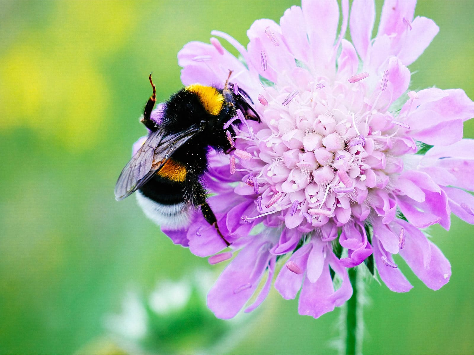 Easy bee identification: a visual guide to bees in your backyard