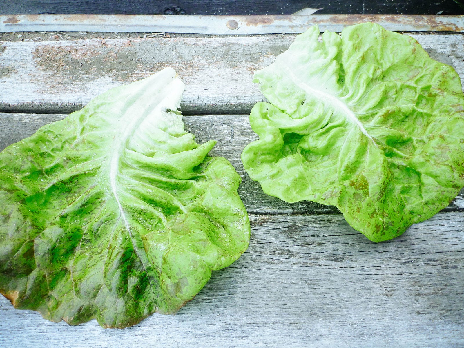Butterhead speckles lettuce