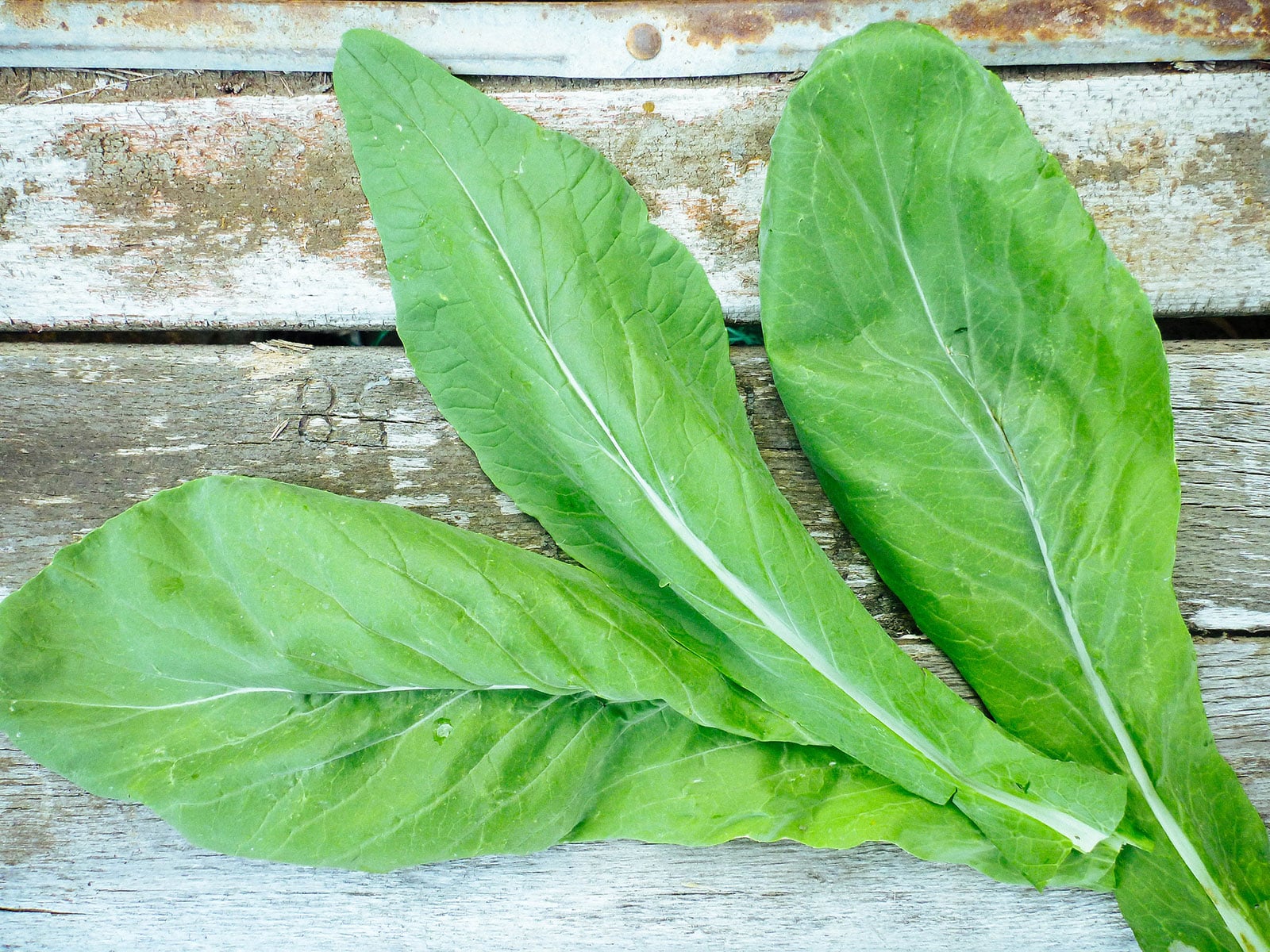 Komatsuna