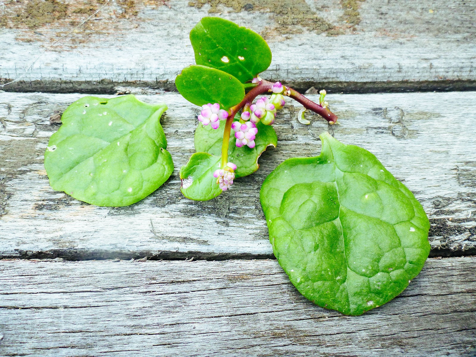Malabar spinach
