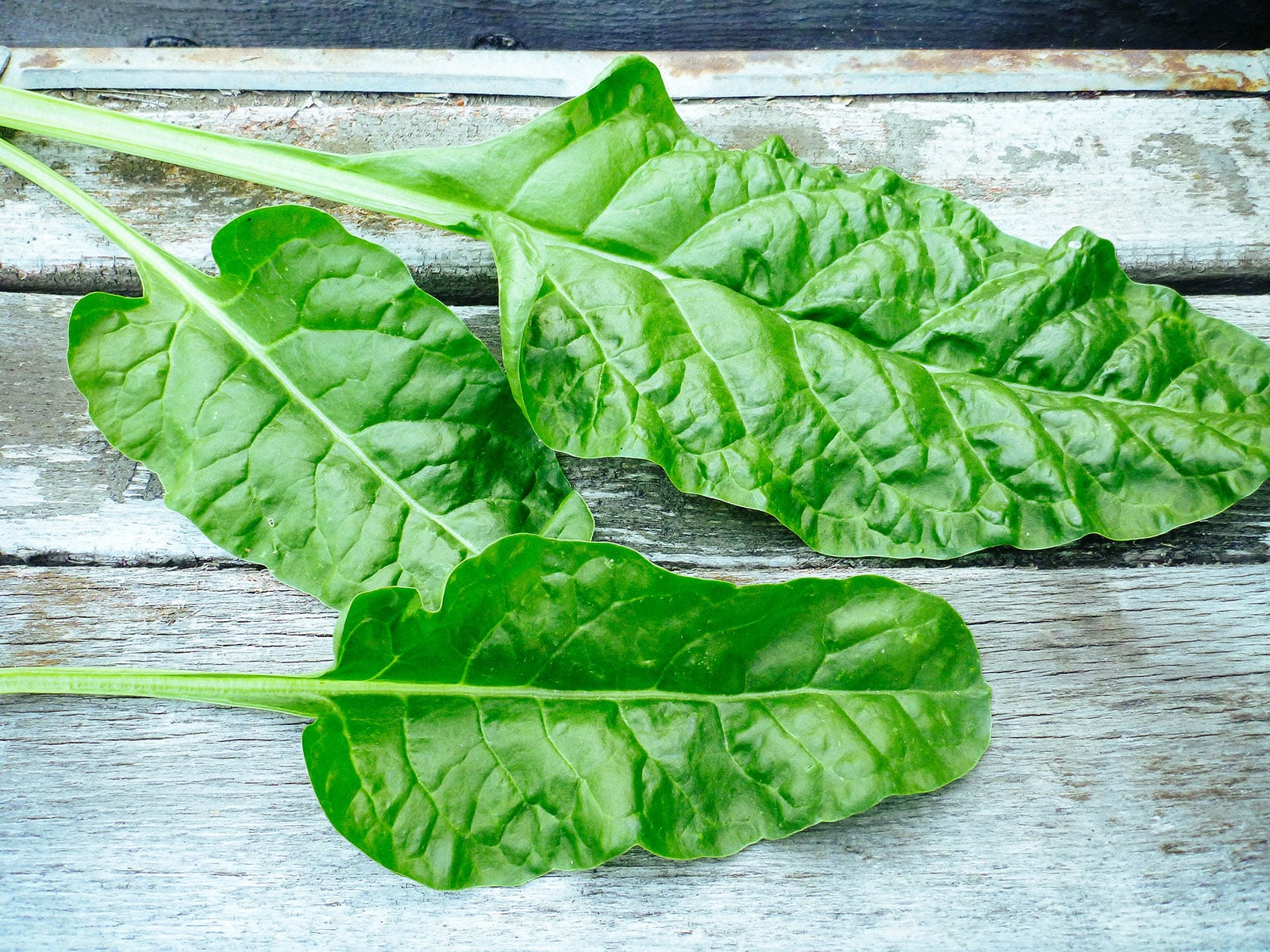 Perpetual spinach