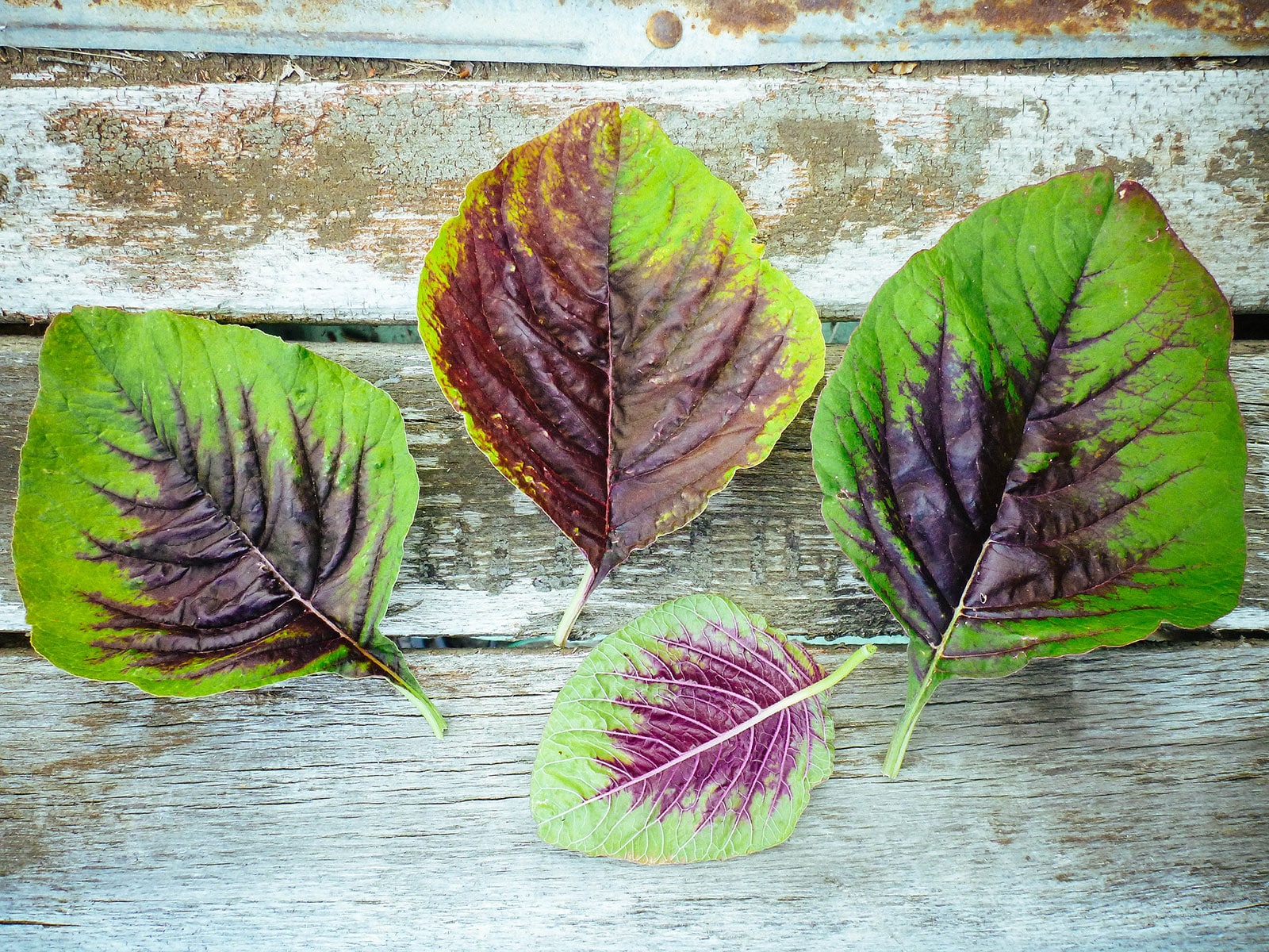 Edible red leaf amaranth