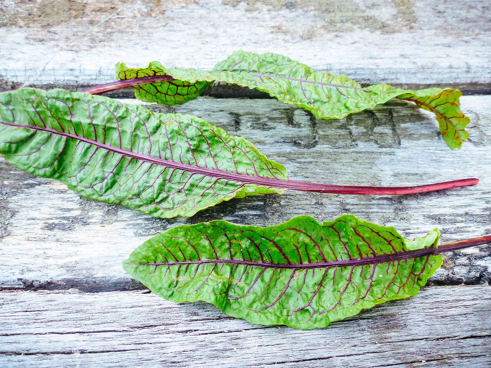 Red-veined sorrel (bloody dock)