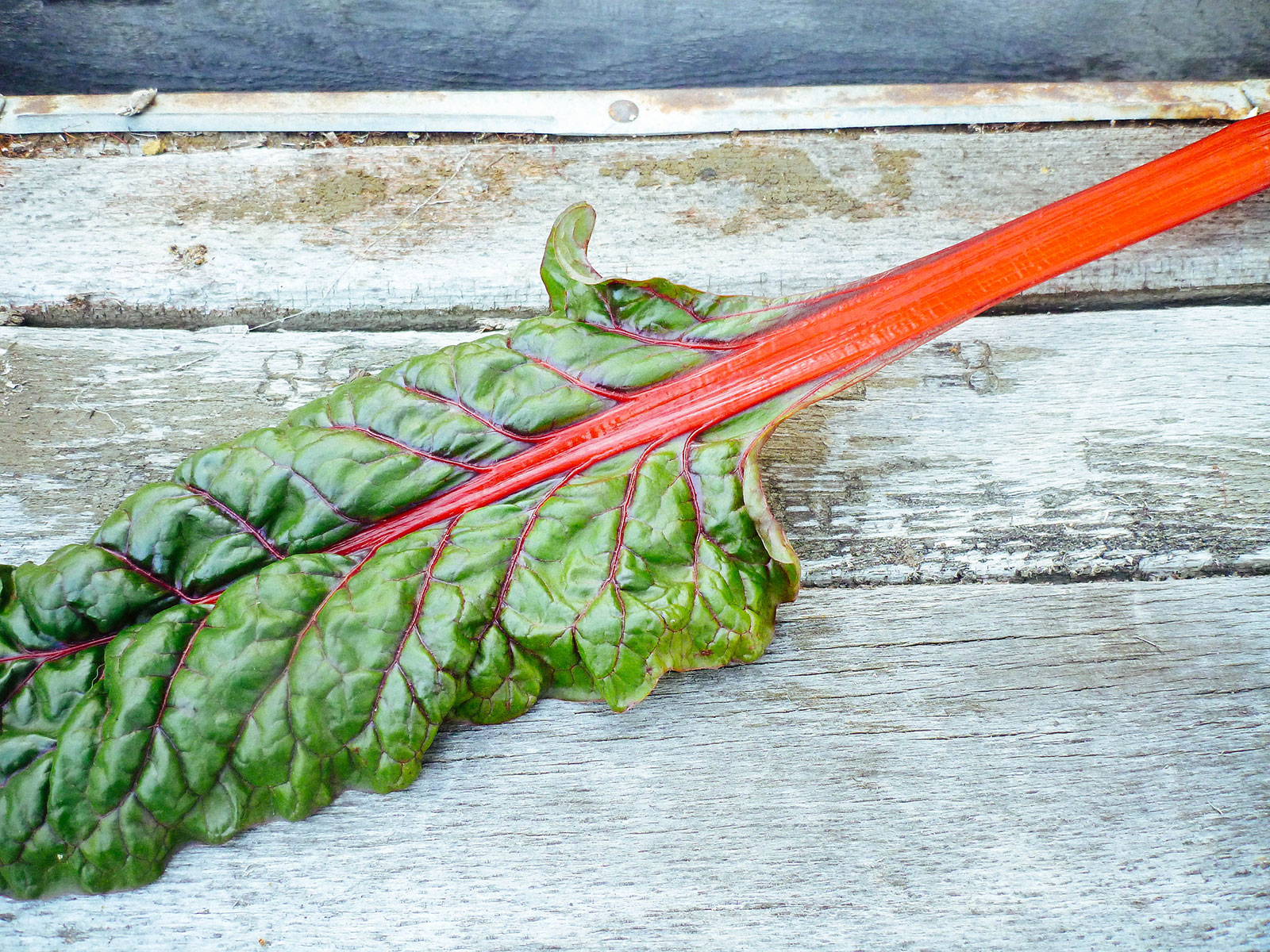 Vulcan chard