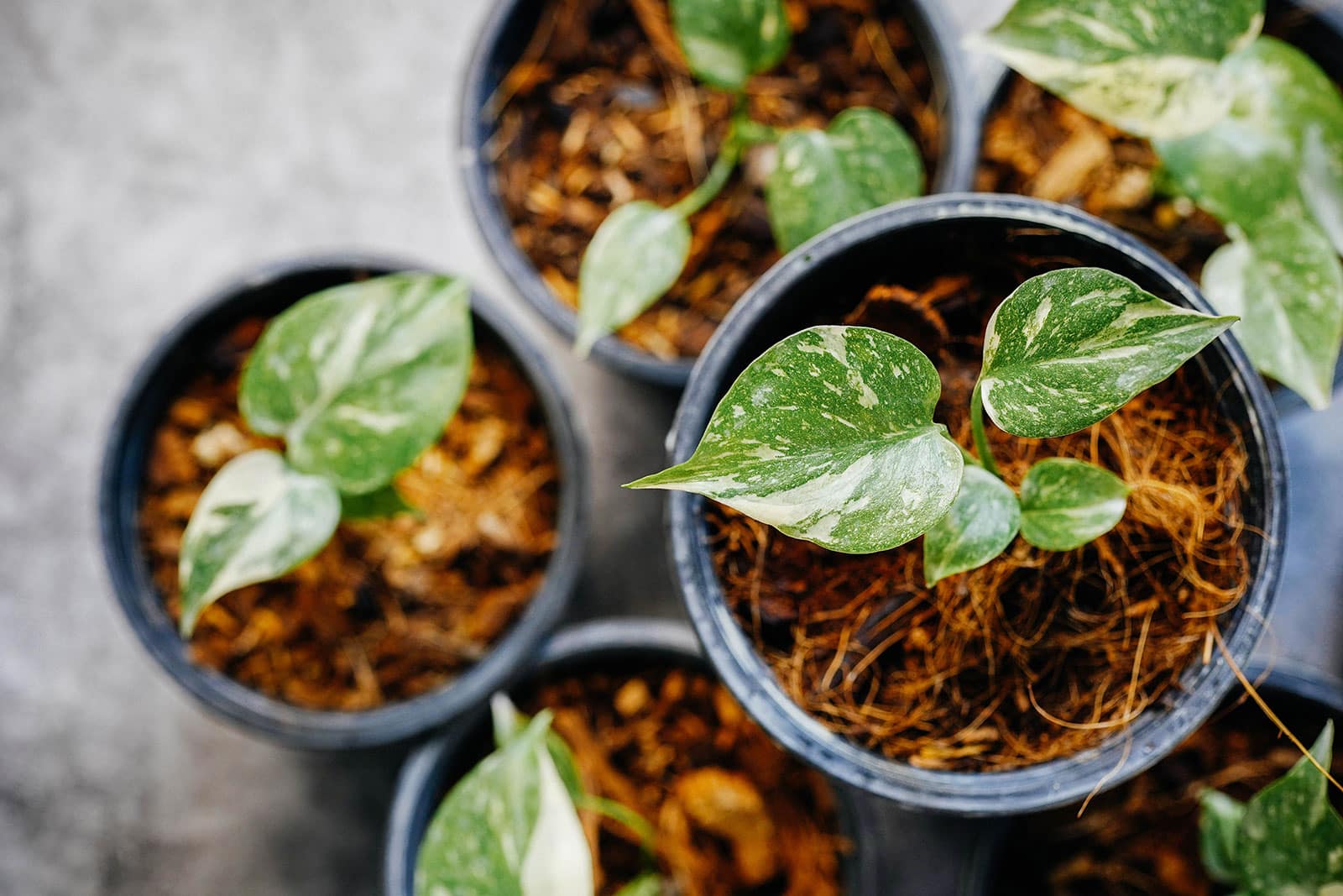 Baby Thai Constellation Monstera plants growing in black plastic pots filled with coir