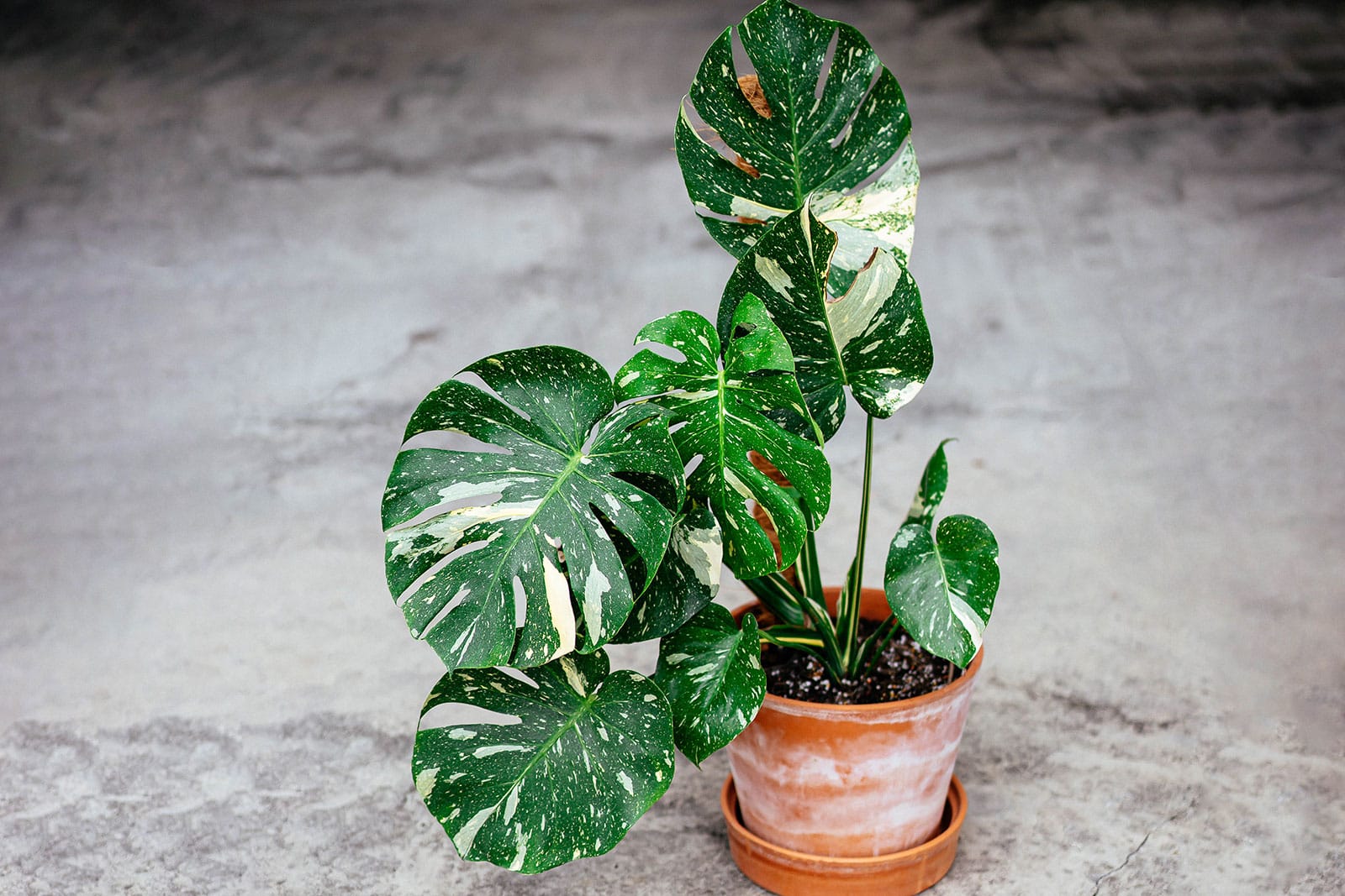Monstera Thai Constellation houseplant in a terra cotta pot on a concrete floor
