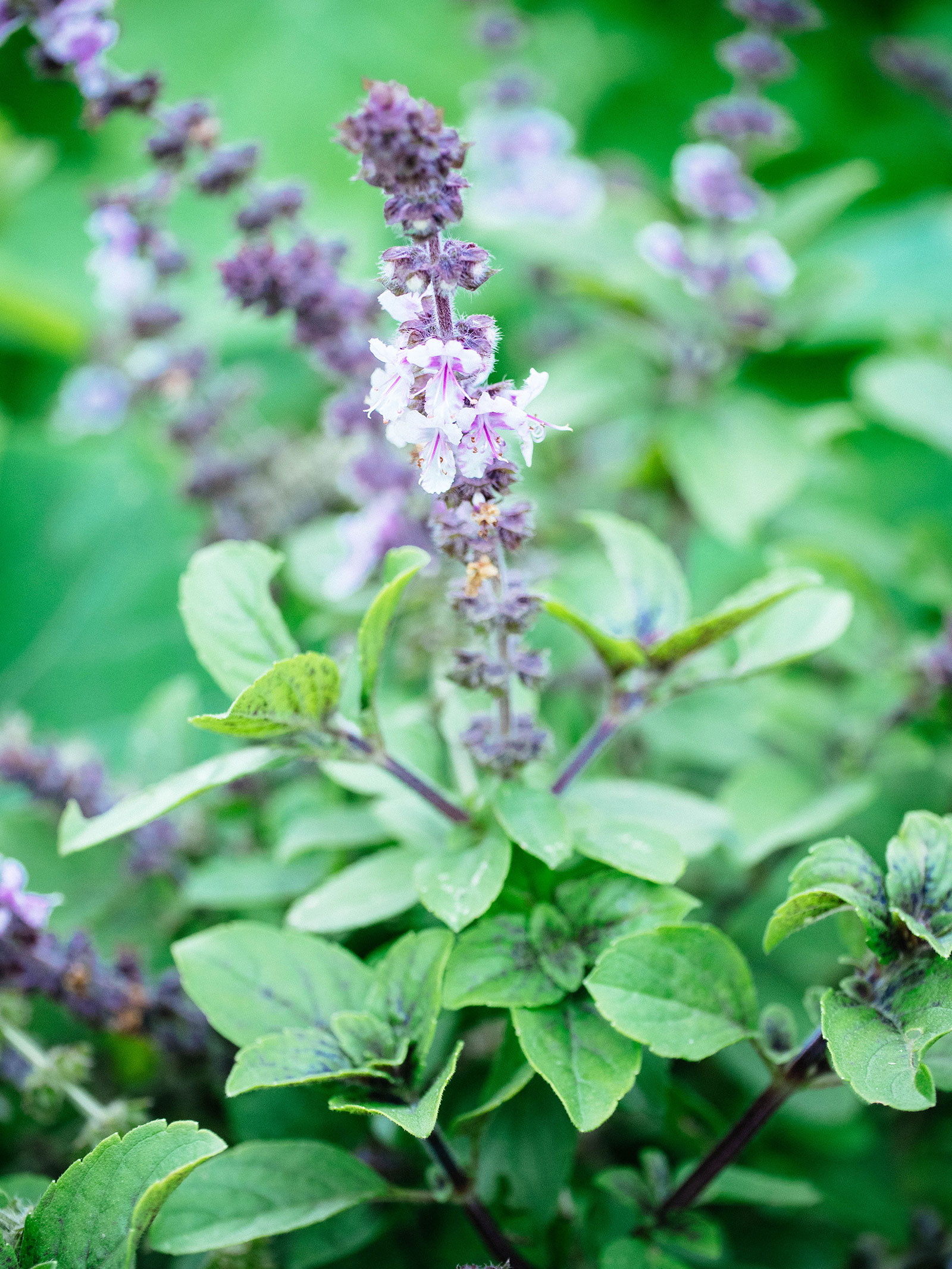 African blue basil