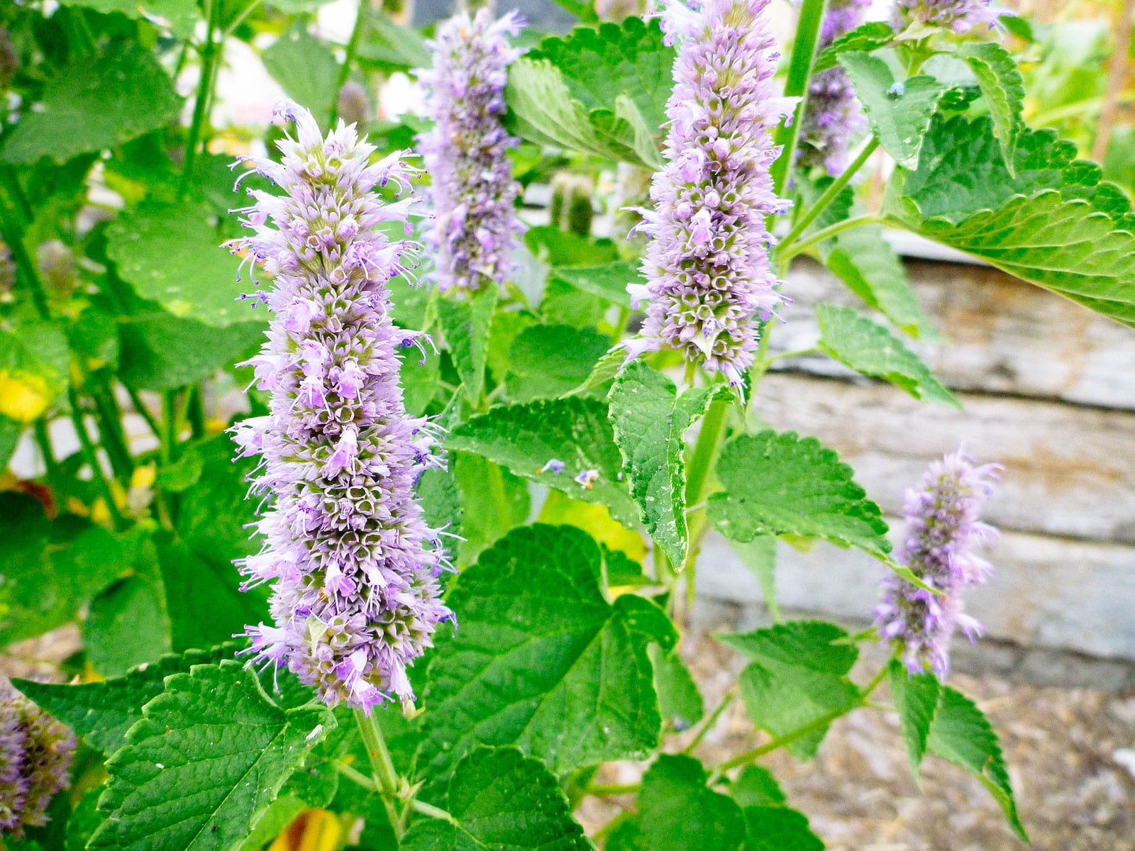 Anise hyssop