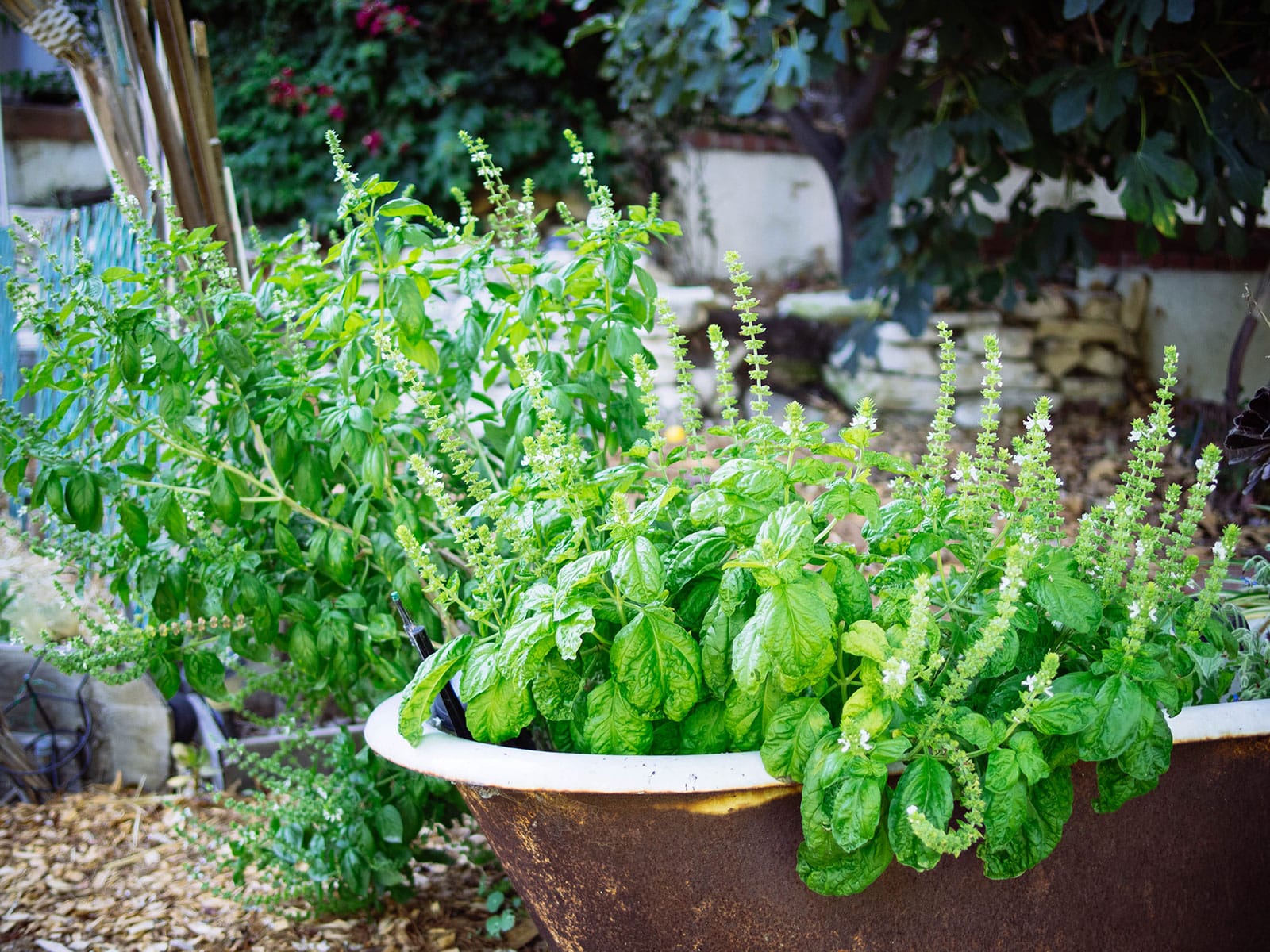 Lettuce leaf basil in the foreground and sweet basil in the background