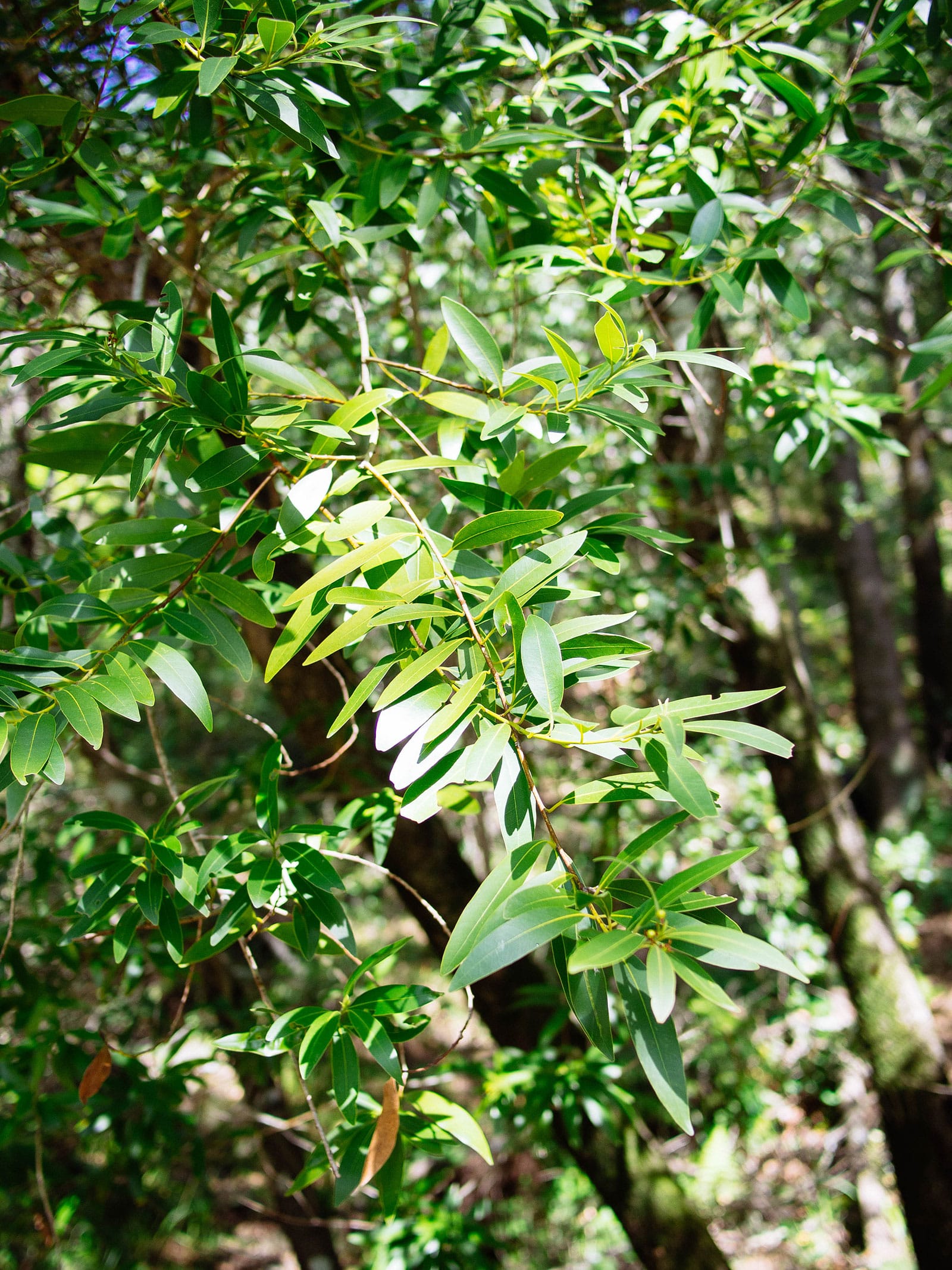 Bay laurel