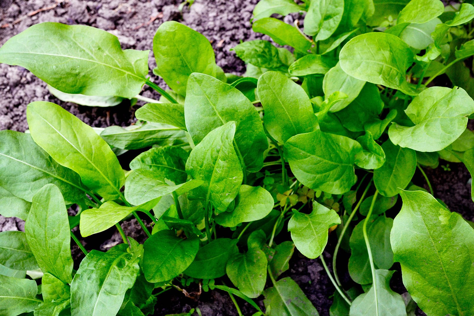 Common sorrel