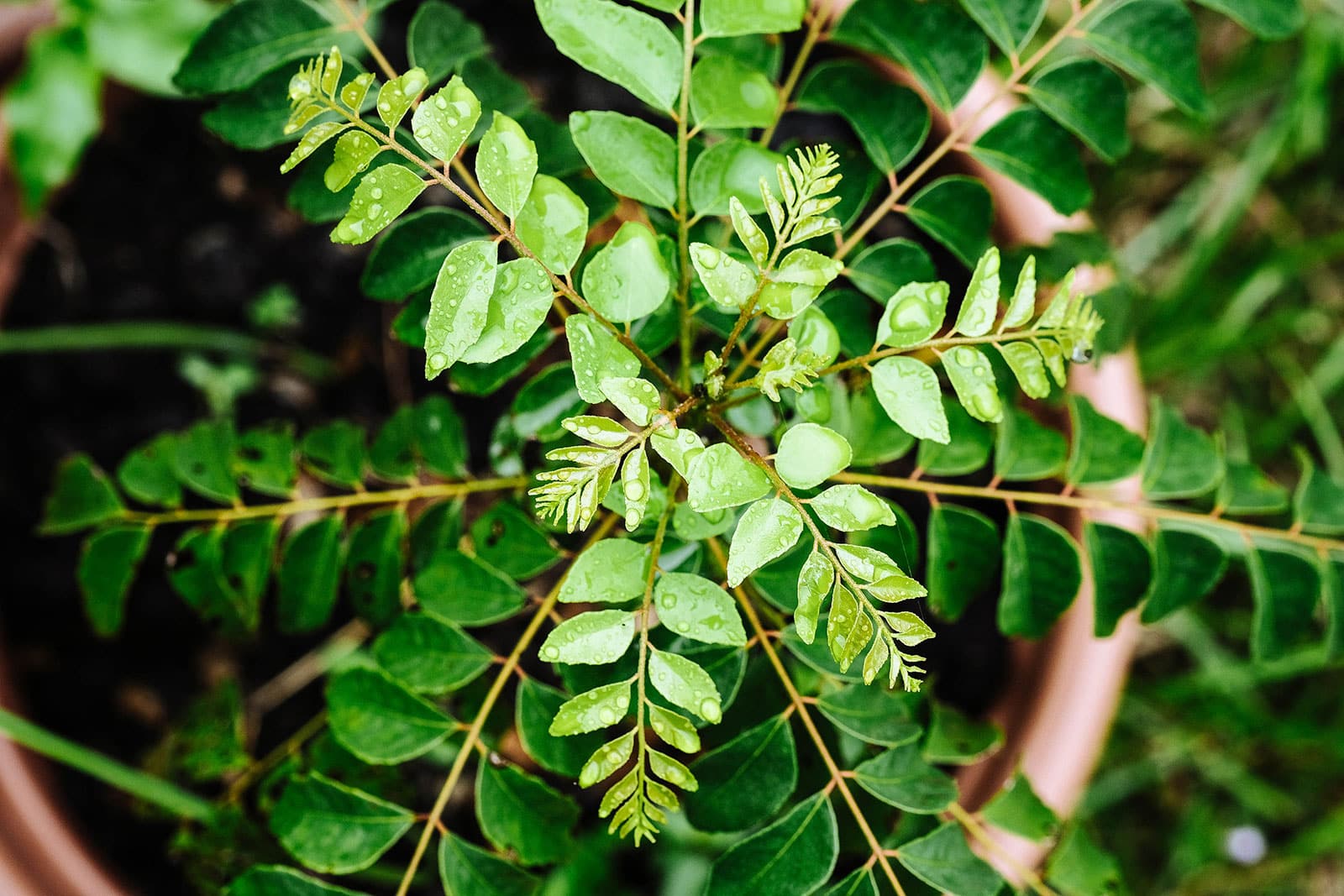 Curry leaf plant