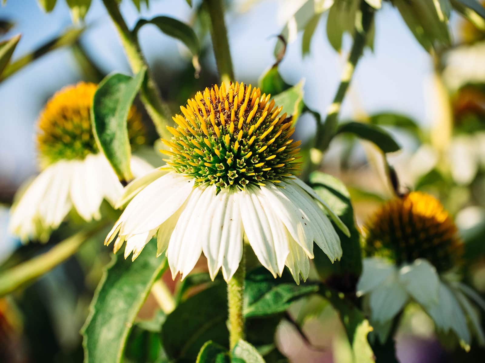 Echinacea (coneflower)