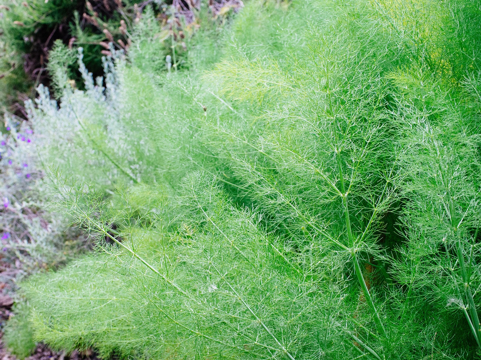 Fennel herb
