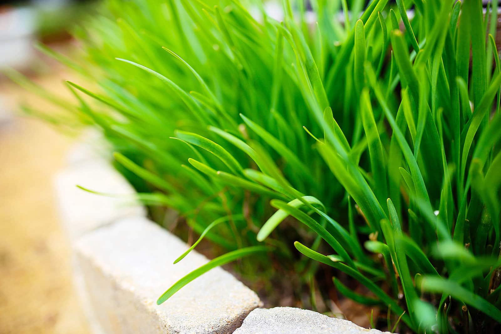 Garlic chives