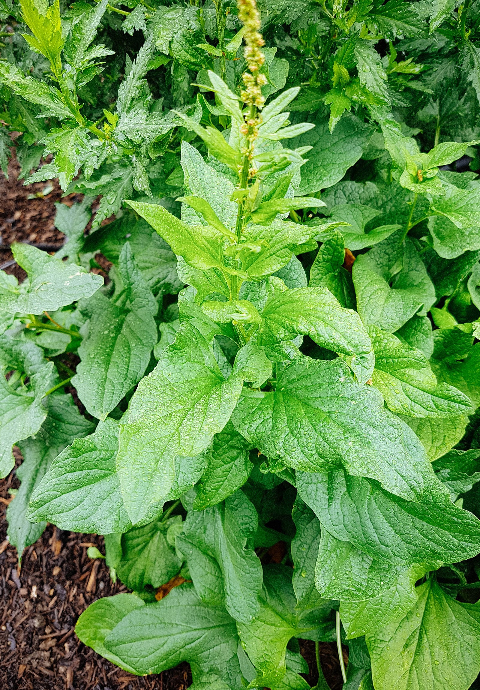 Good-king-henry