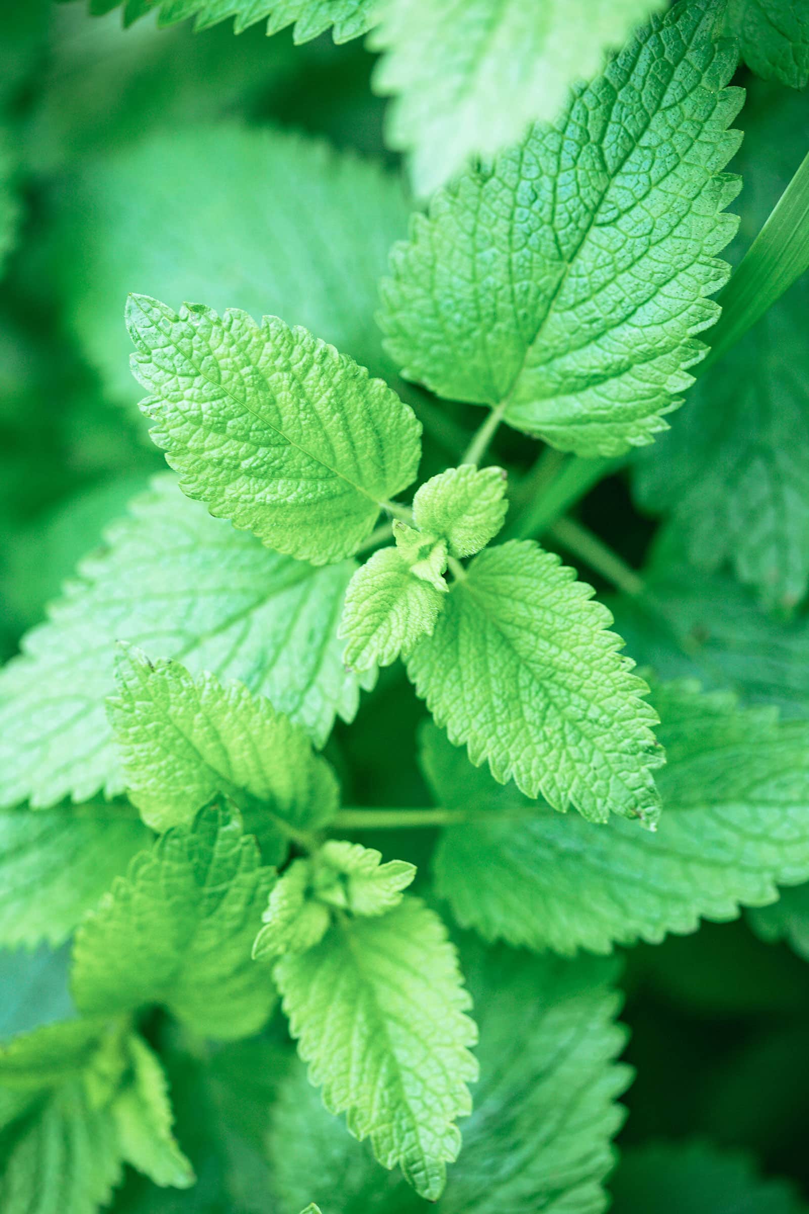 Lemon balm