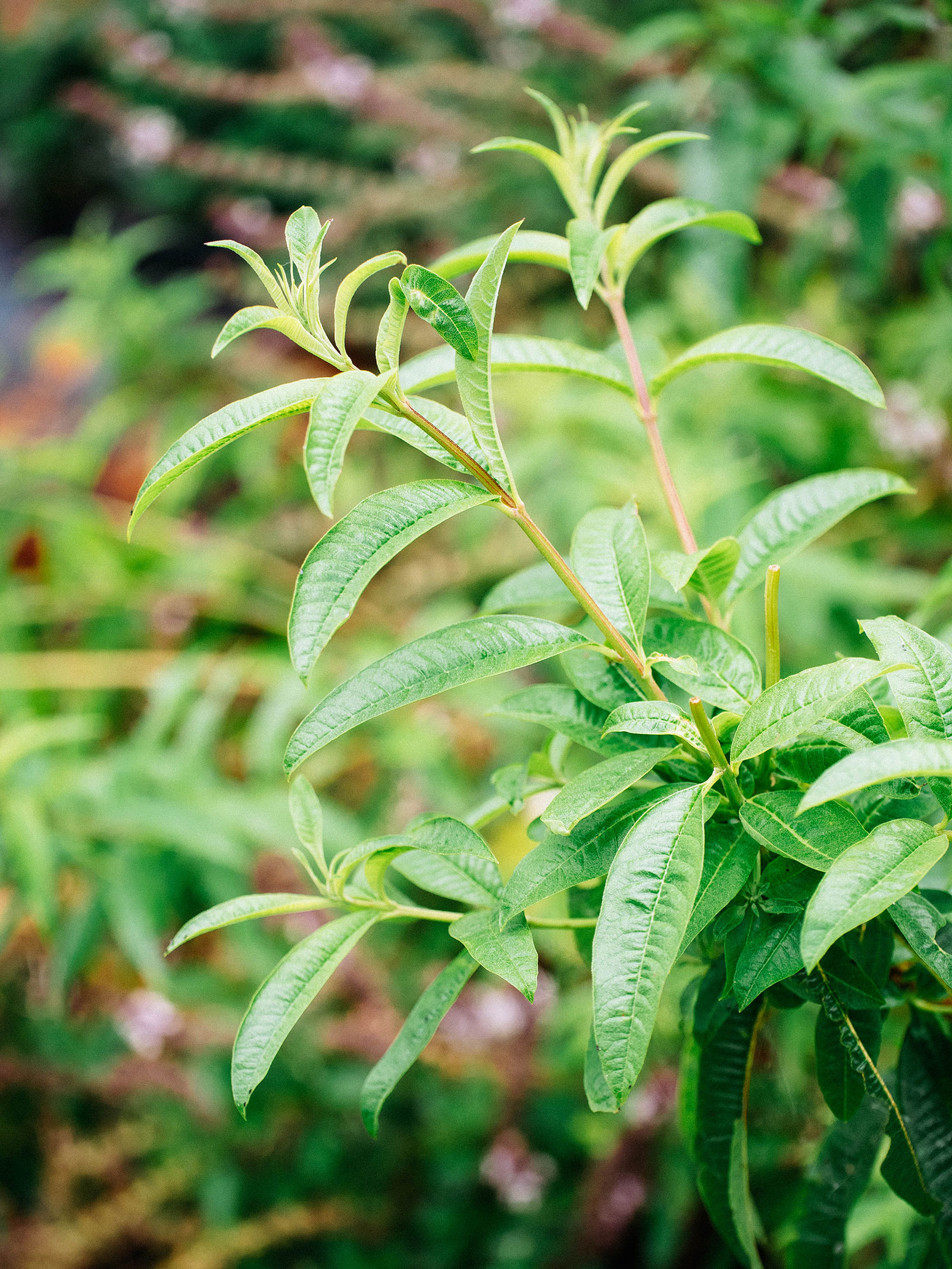 Lemon verbena